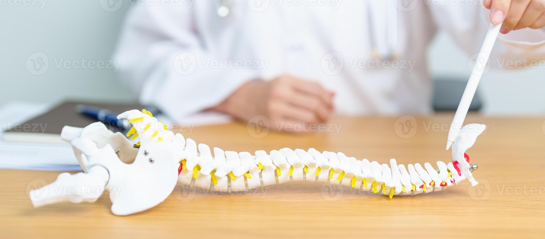 Doctor with human Spine anatomy model. Spinal Cord Disorder and disease, Back pain, Lumbar, Sacral pelvis, Cervical neck, Thoracic, Coccyx, Orthopedist, chiropractic, Office Syndrome and health photo