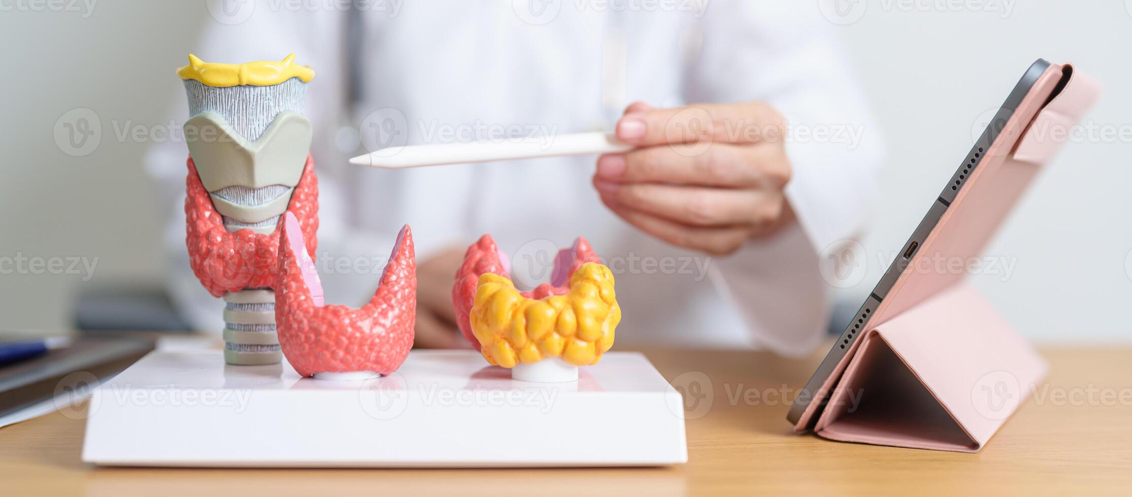 Doctor with human Thyroid anatomy model and tablet. Hyperthyroidism, Hypothyroidism, Hashimoto Thyroiditis, Thyroid Tumor and Cancer, Postpartum, Papillary Carcinoma and Health concept photo
