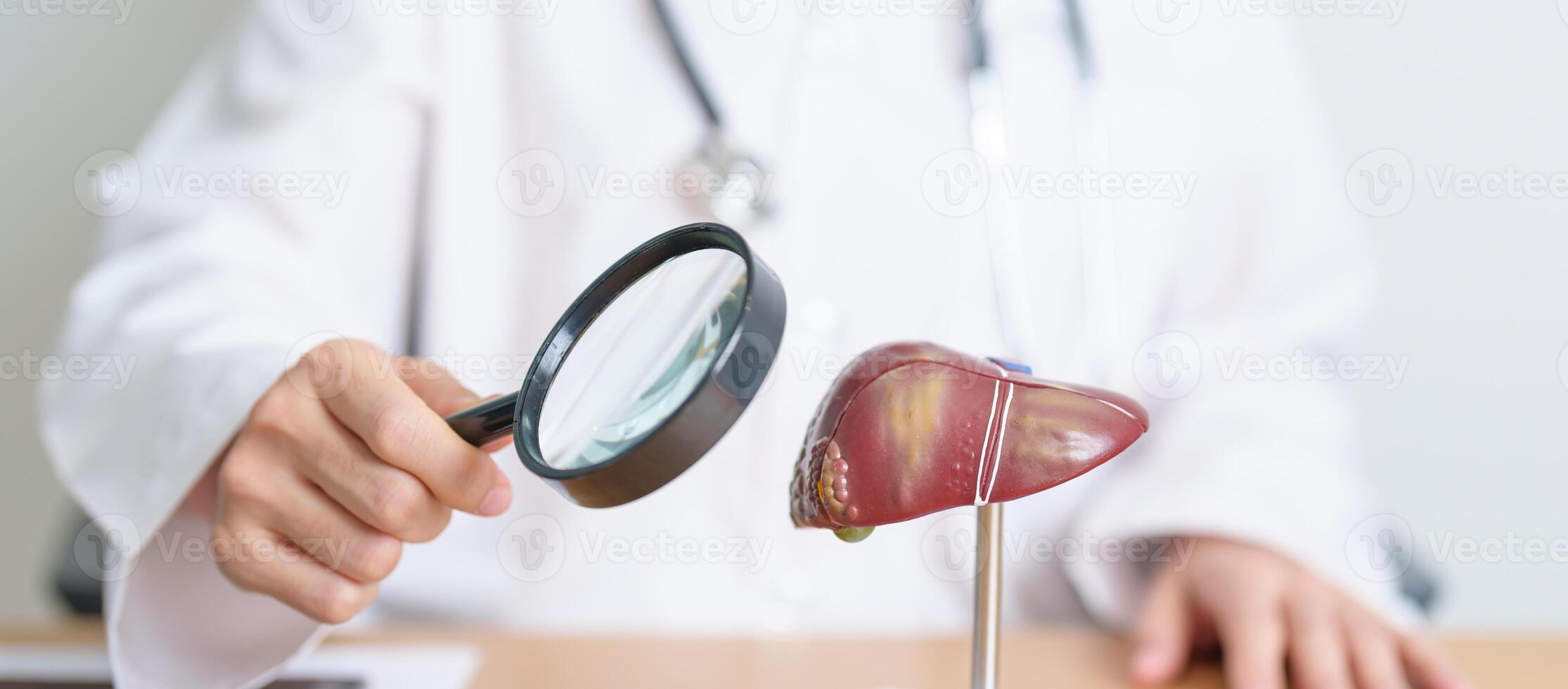 Doctor with human Liver model and Magnifying glass. Liver cancer and Tumor, Jaundice, Viral Hepatitis A, B, C, D, E, Cirrhosis, Failure, Enlarged, Hepatic Encephalopathy and Ascites Fluid in Belly photo