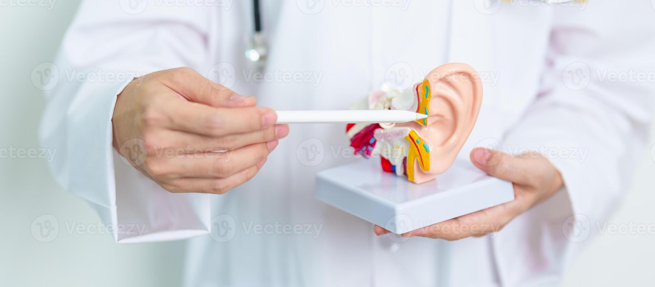 Doctor with human Ear anatomy model. Ear disease, Atresia, Otitis Media, Pertorated Eardrum, Meniere syndrome, otolaryngologist, Ageing Hearing Loss, Schwannoma and Health photo