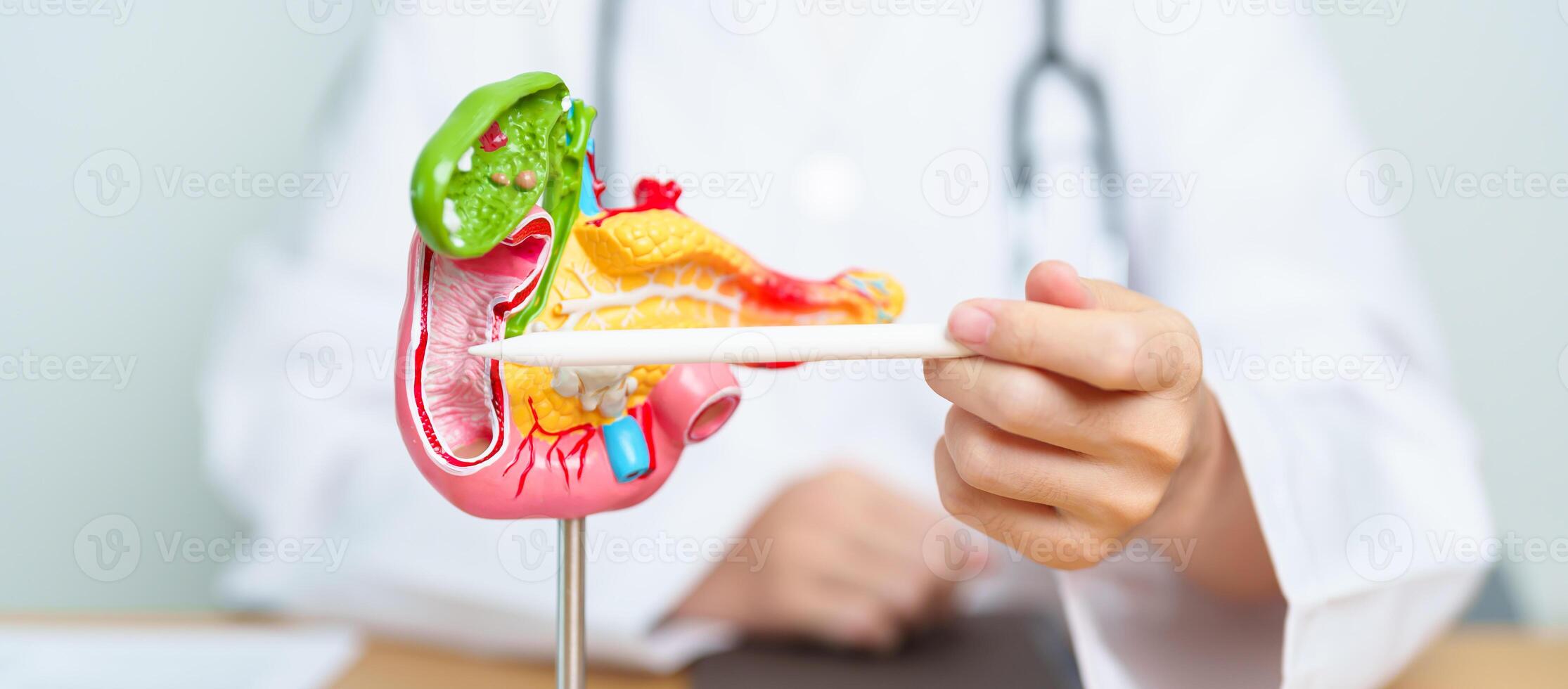 Doctor with human Pancreatitis anatomy model with Pancreas, Gallbladder, Bile Duct, Duodenum, Small intestine and tablet. Pancreatic cancer, acute pancreatitis and Digestive system photo