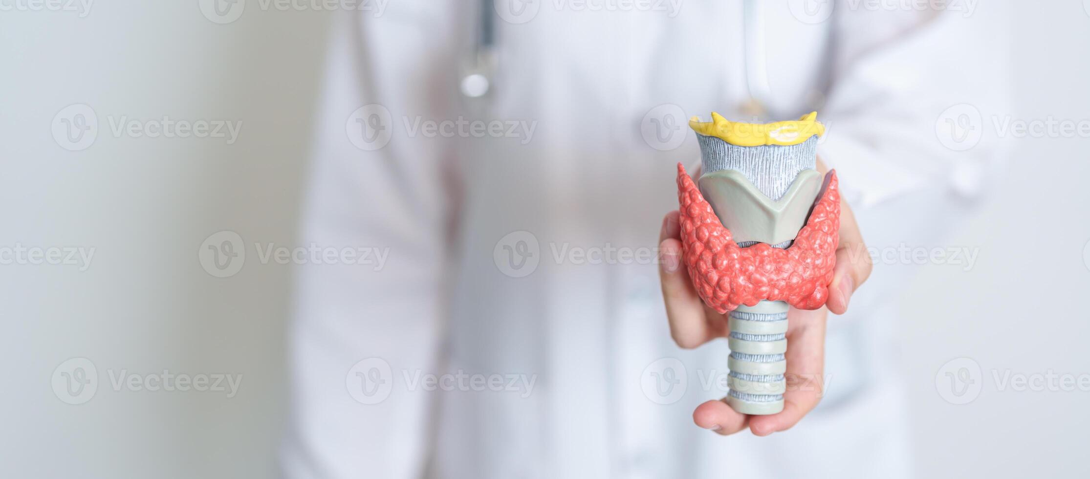 Doctor with human Thyroid anatomy model. Hyperthyroidism, Hypothyroidism, Hashimoto Thyroiditis, Thyroid Tumor and Cancer, Postpartum, Papillary Carcinoma and Health concept photo