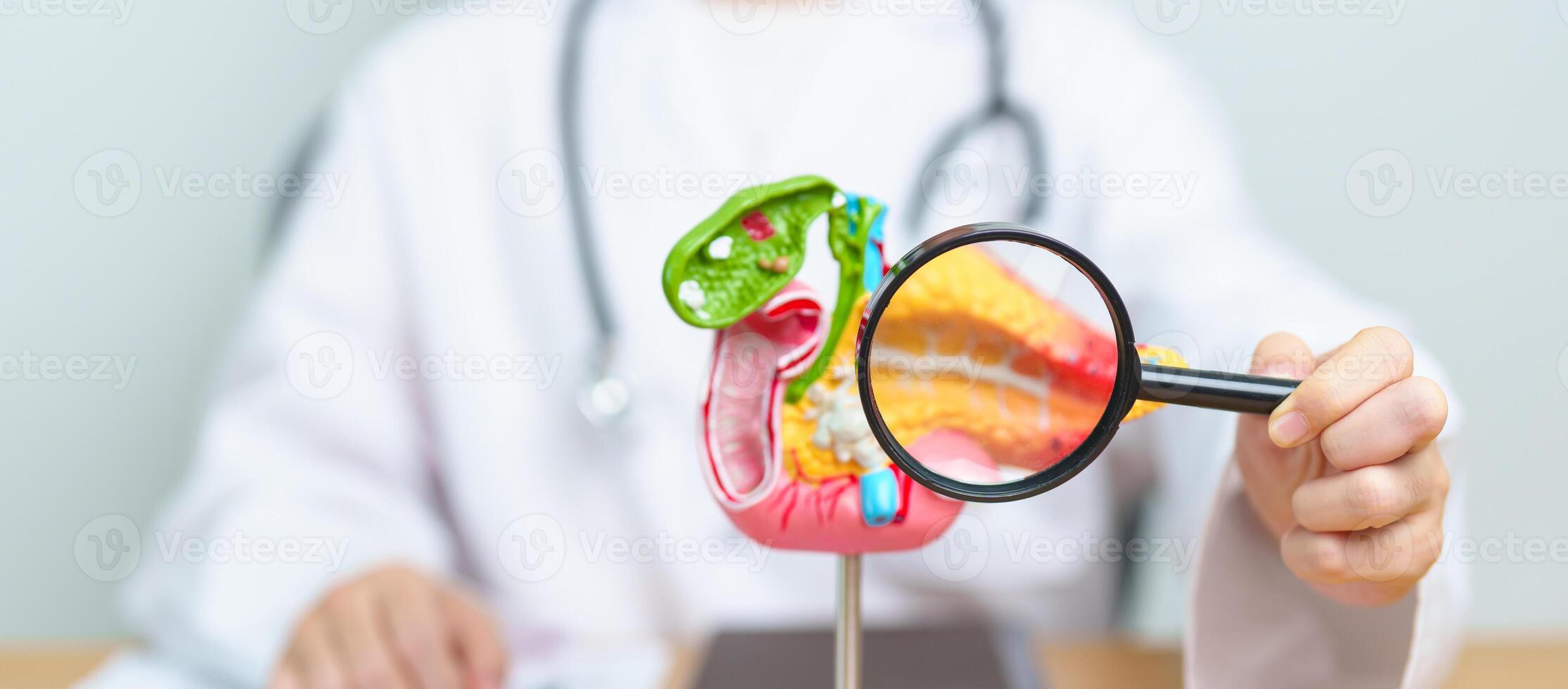 Doctor with human Pancreatitis anatomy model with Pancreas, Gallbladder, Bile Duct, Duodenum, Small intestine and magnifying glass. Pancreatic cancer, acute pancreatitis and Digestive system photo