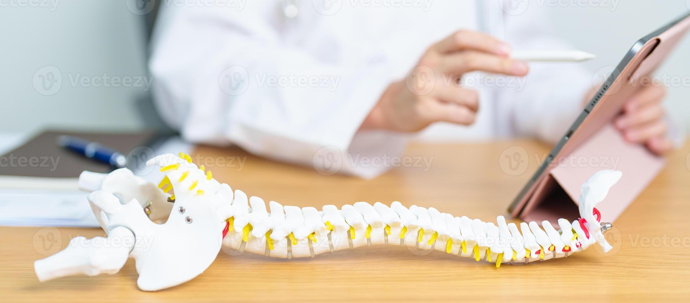 Doctor with human Spine anatomy model. Spinal Cord Disorder and disease, Back pain, Lumbar, Sacral pelvis, Cervical neck, Thoracic, Coccyx, Orthopedist, chiropractic, Office Syndrome and health photo