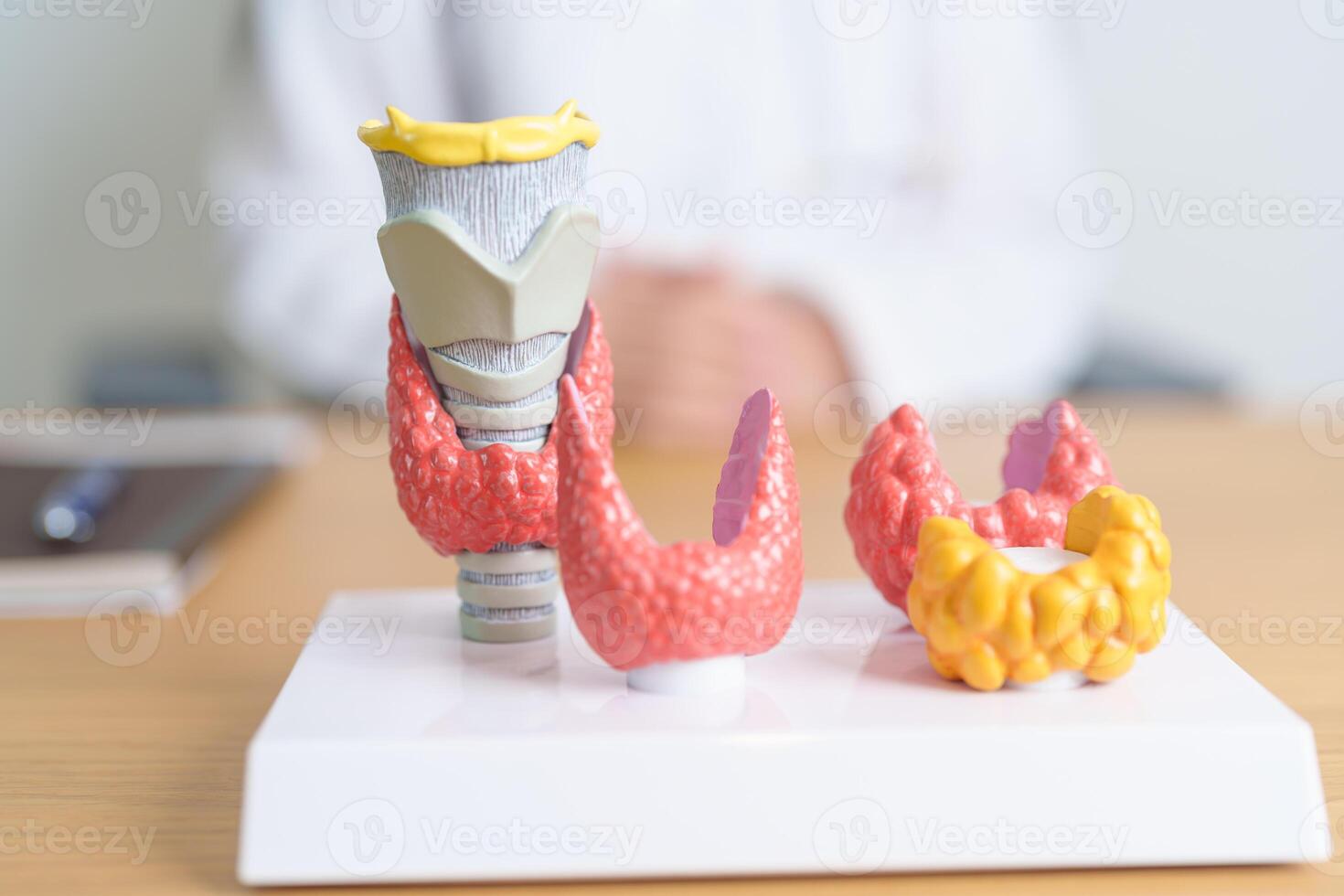 Doctor with human Thyroid anatomy model. Hyperthyroidism, Hypothyroidism, Hashimoto Thyroiditis, Thyroid Tumor and Cancer, Postpartum, Papillary Carcinoma and Health concept photo