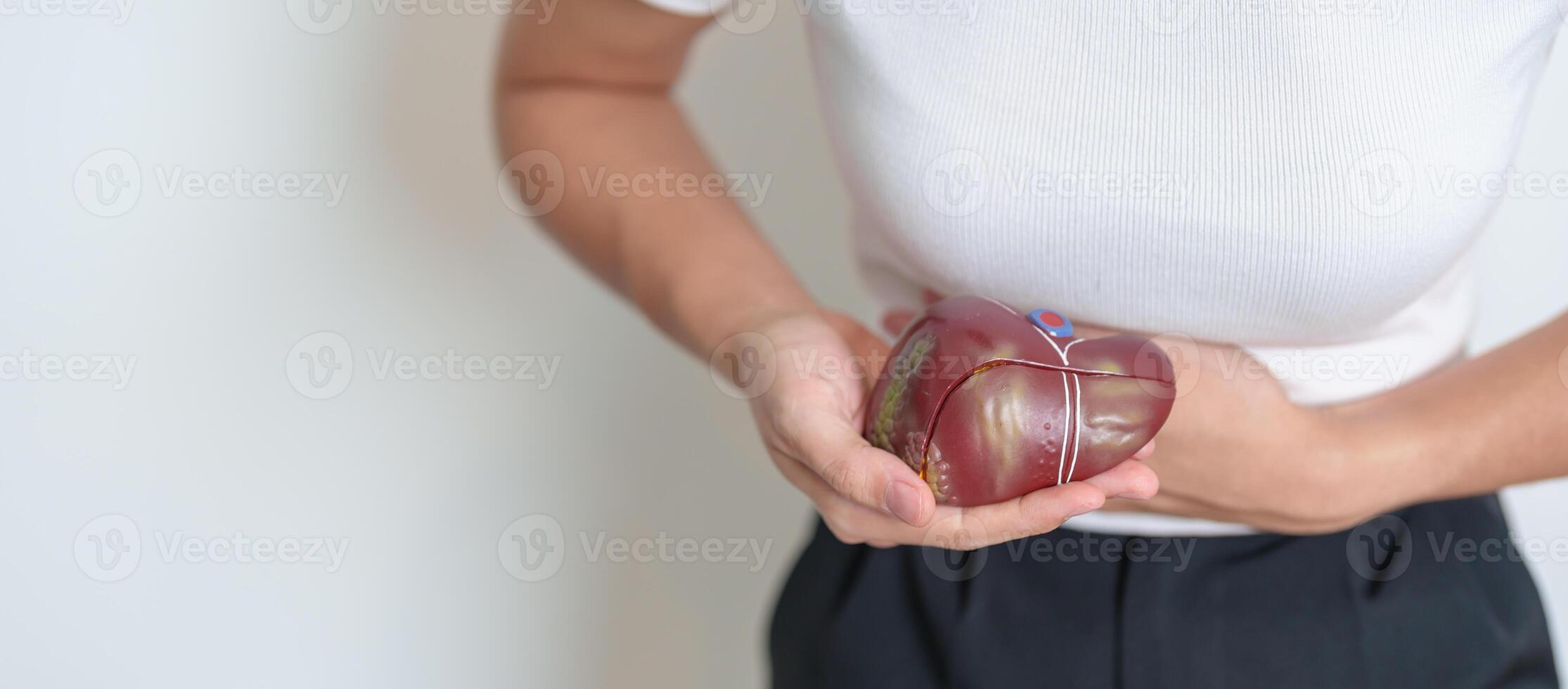 mujer participación humano hígado anatomía modelo. hígado cáncer y tumor, ictericia, viral hepatitis a, b, C, d, mi, cirrosis, falla, engrandecido, hepático encefalopatía, ascitis fluido en barriga y salud foto