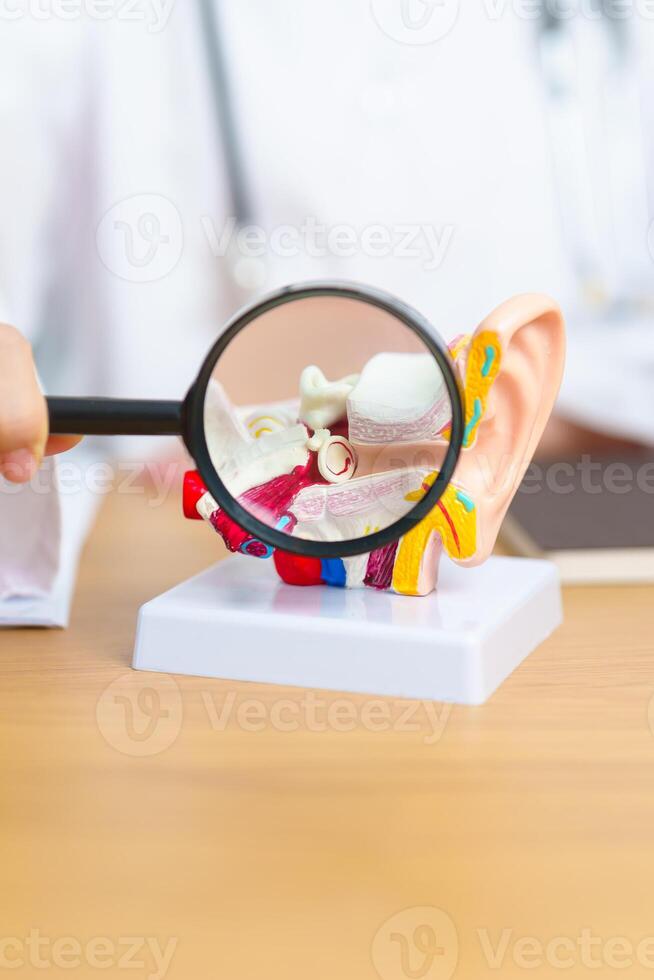 Doctor with human Ear anatomy model with magnifying glass. Ear disease, Atresia, Otitis Media, Pertorated Eardrum, Meniere syndrome, otolaryngologist, Ageing Hearing Loss, Schwannoma and Health photo