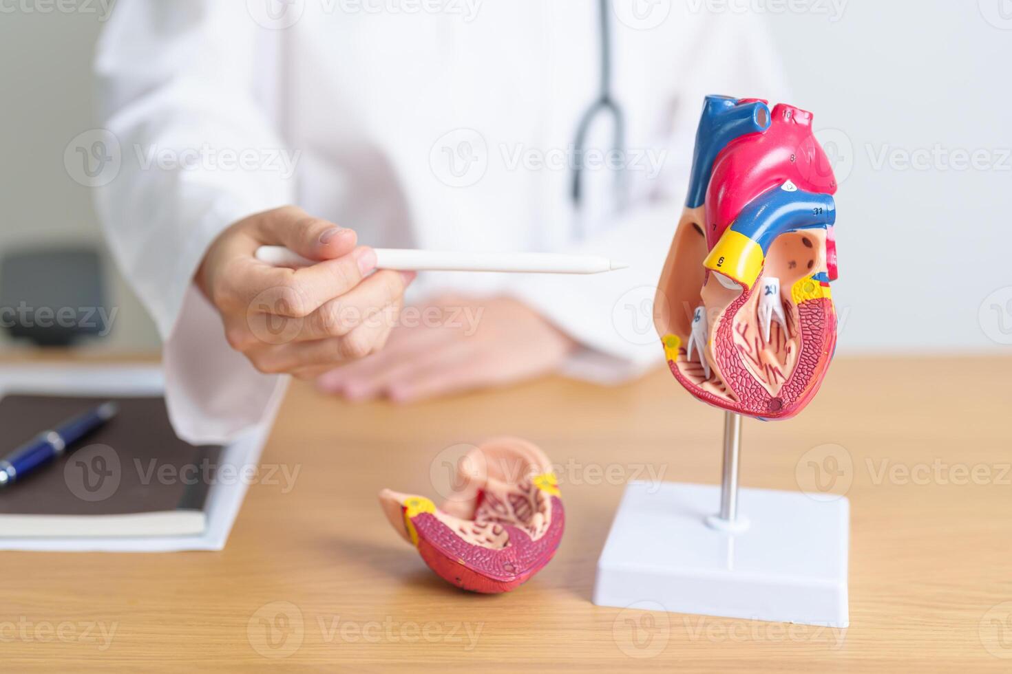 Doctor with human Heart anatomy model. Cardiovascular Diseases, Atherosclerosis, Hypertensive Heart, Valvular Heart, Aortopulmonary window, world Heart day and health concept photo