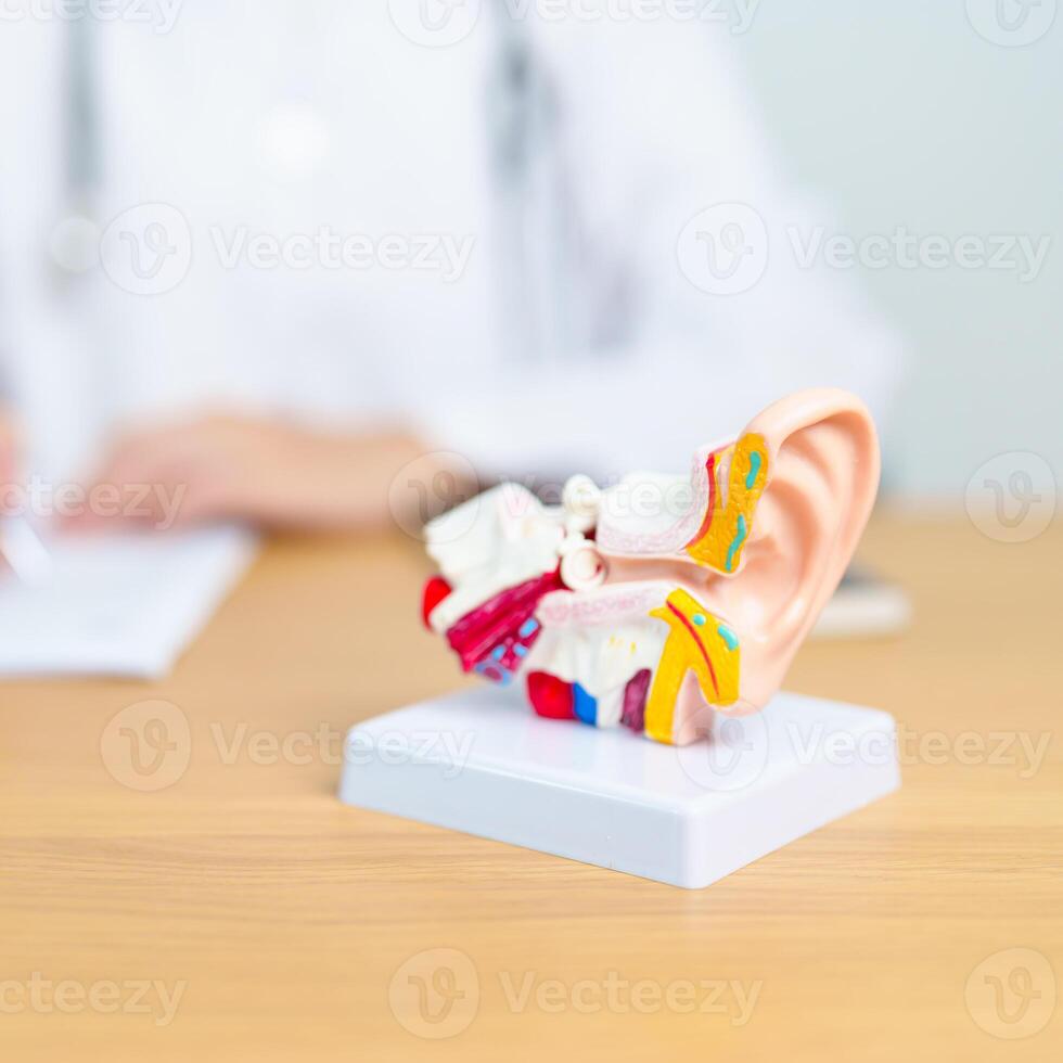 Doctor with human Ear anatomy model. Ear disease, Atresia, Otitis Media, Pertorated Eardrum, Meniere syndrome, otolaryngologist, Ageing Hearing Loss, Schwannoma and Health photo