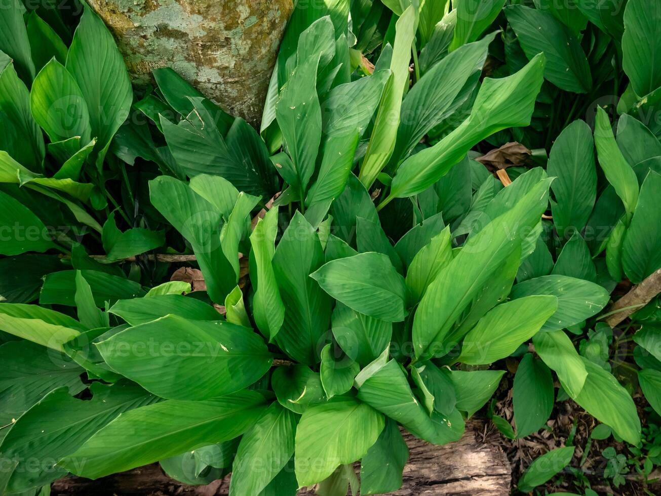 turmeric plants that grow wild in the forest with lots of dry leaves falling photo