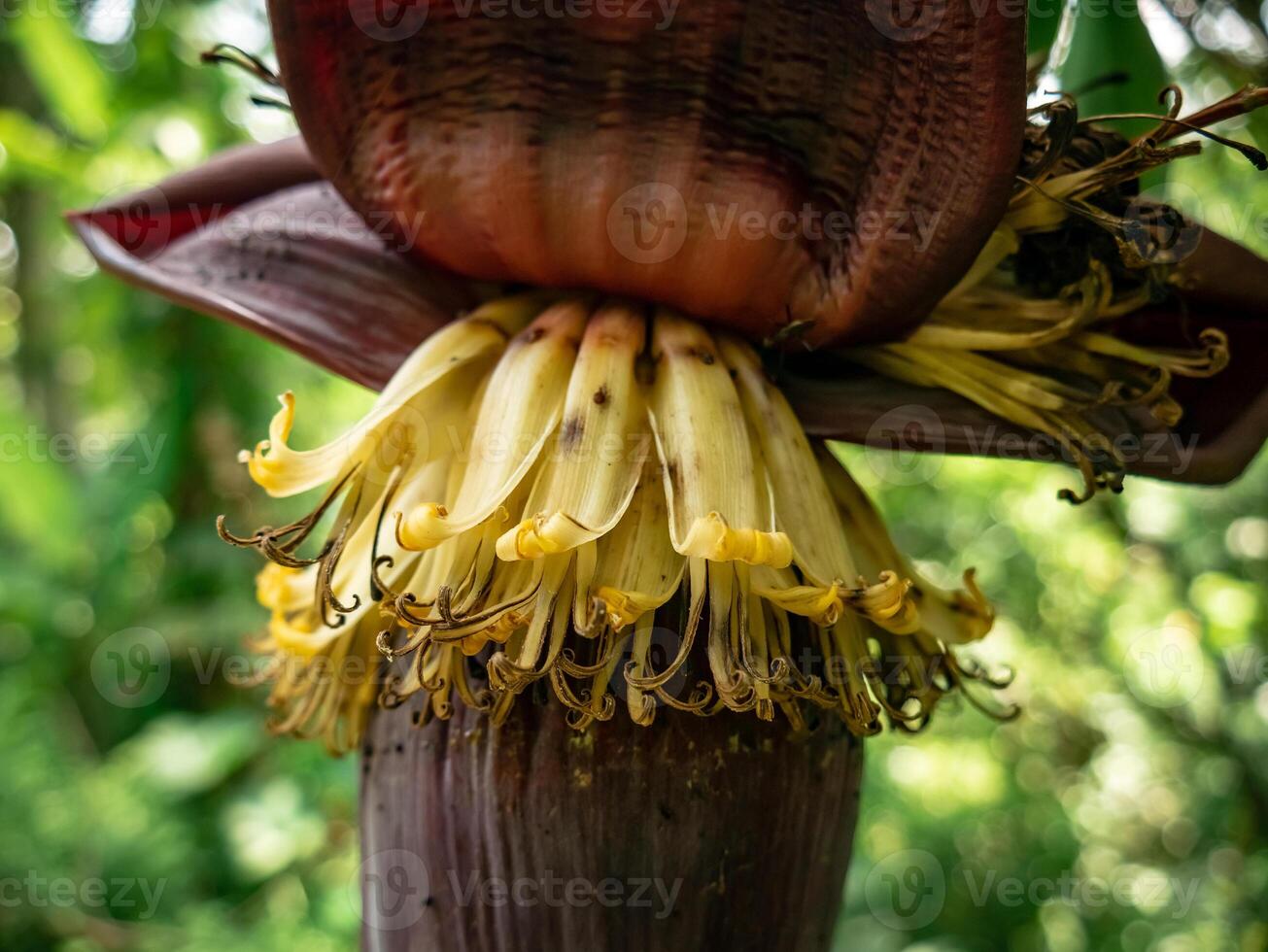 Golden yellow banana tree flowers bloom in the middle of the forest photo