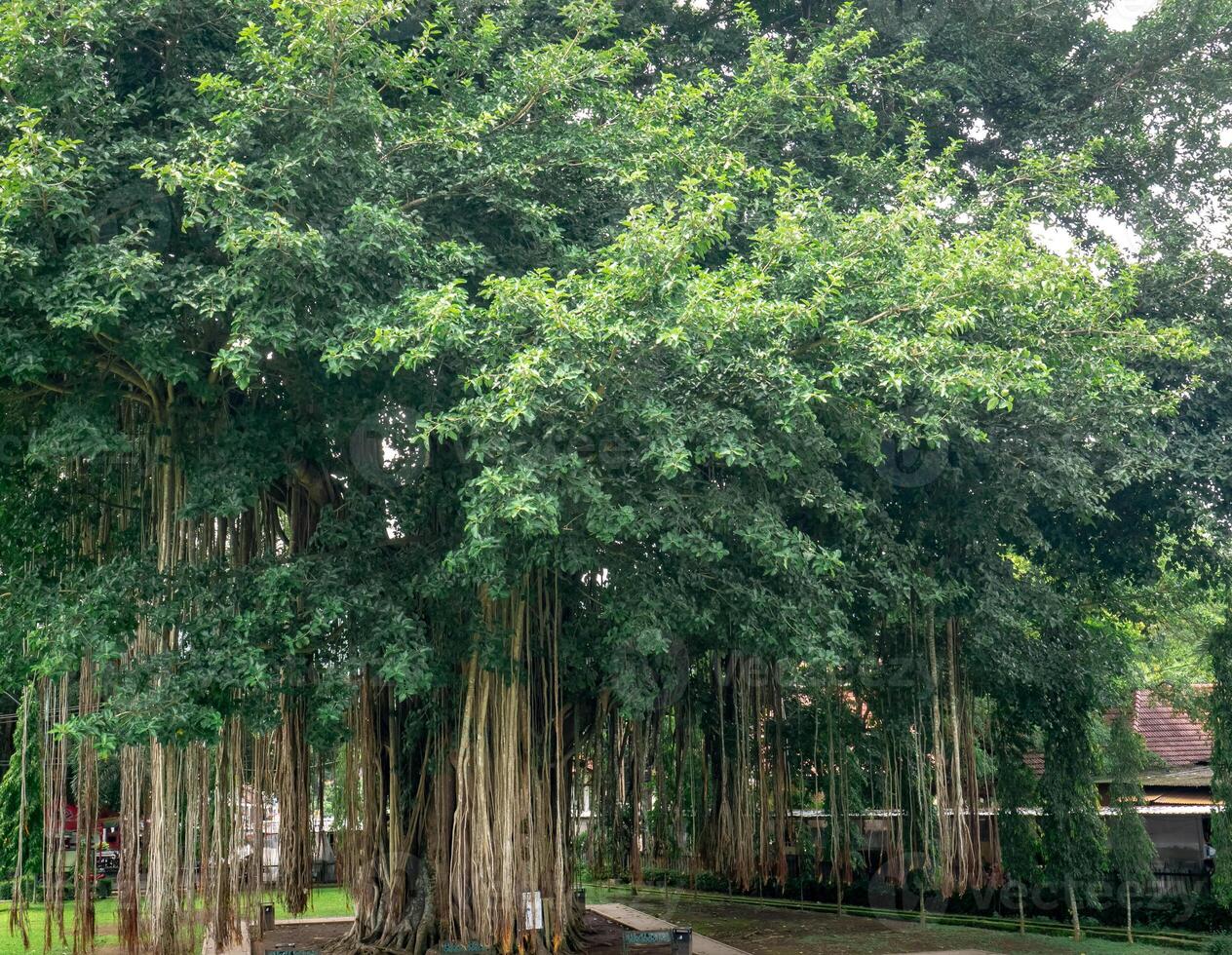 Banyan trees in parks with dense leaves and hanging roots abound in city parks photo