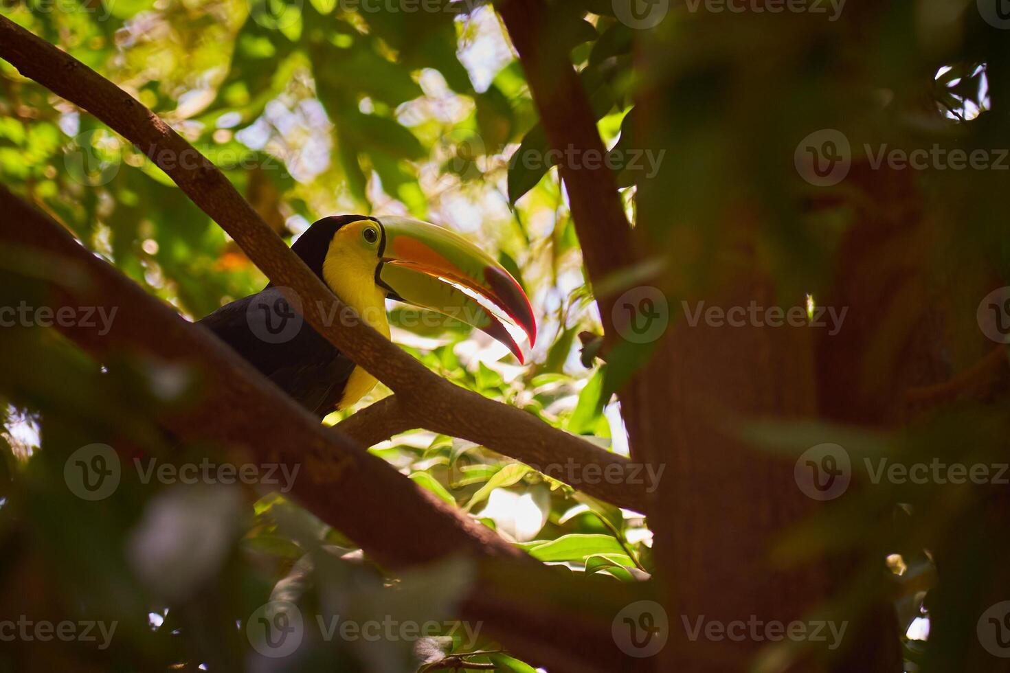 Tucan close-up with blurred background. photo