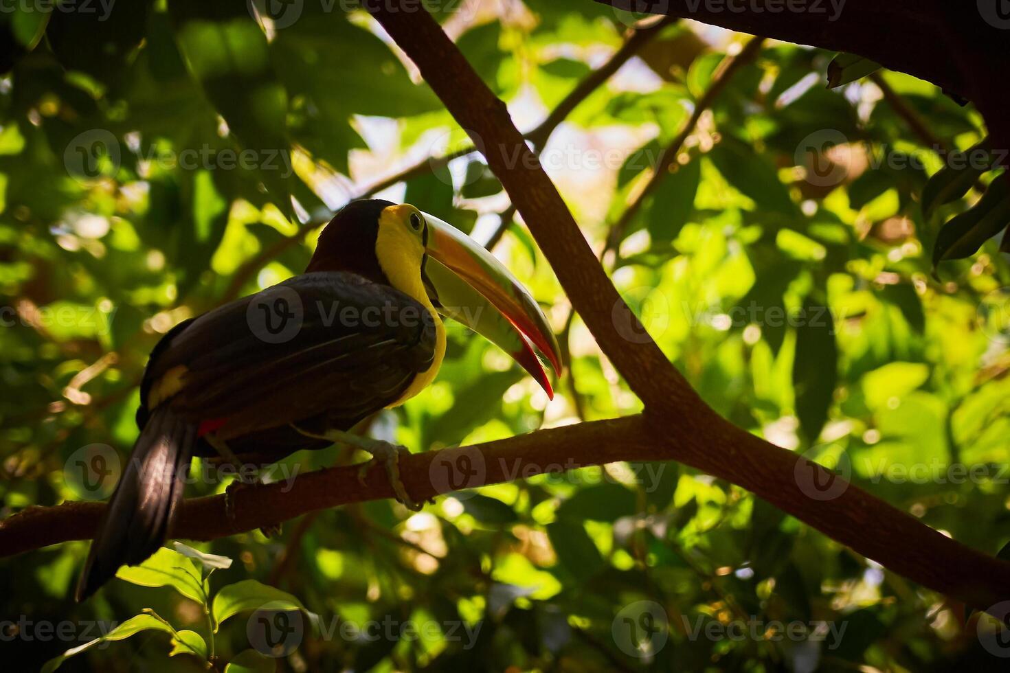 Tucan close-up with blurred background. photo
