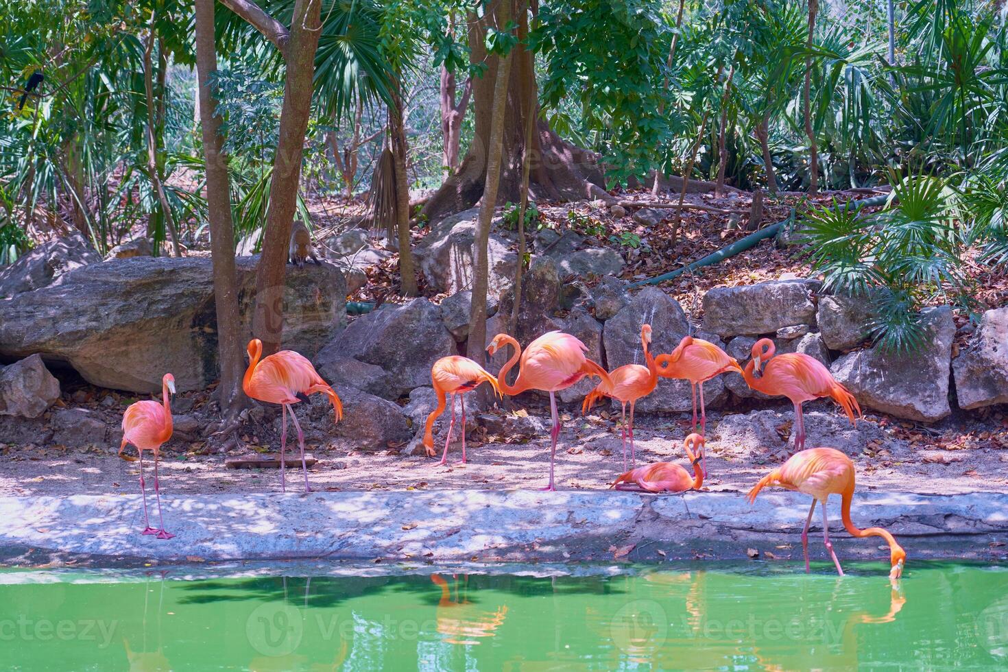 Pink flamingos on the pond in sunlight. photo