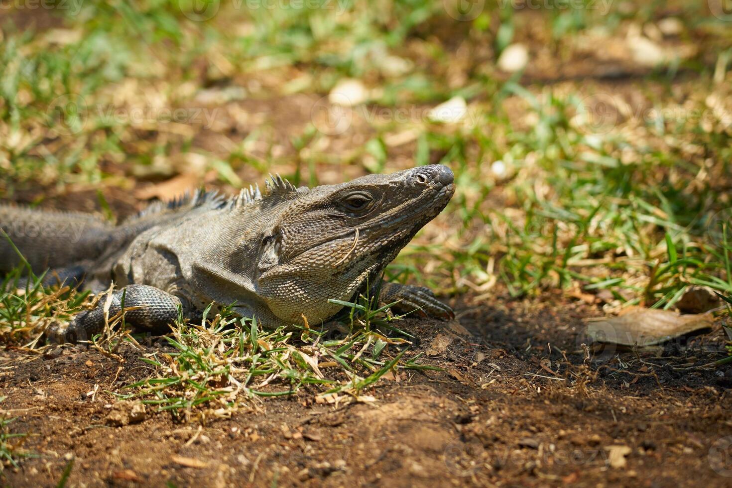 Close-up of an iguana in sunlight photo