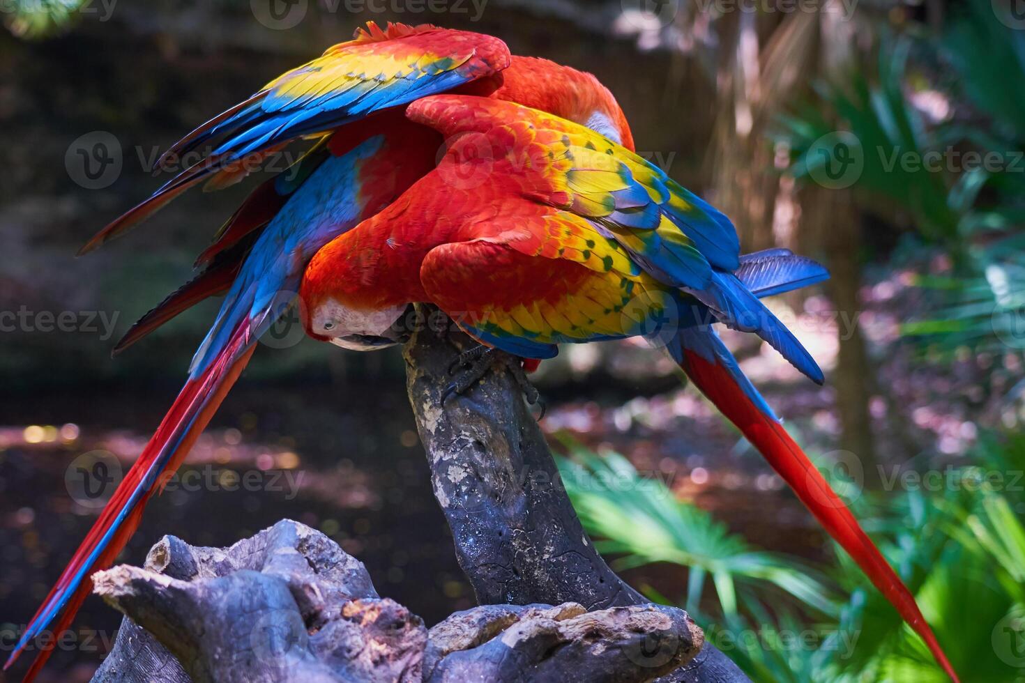 Parrots close-up with blurred background. photo