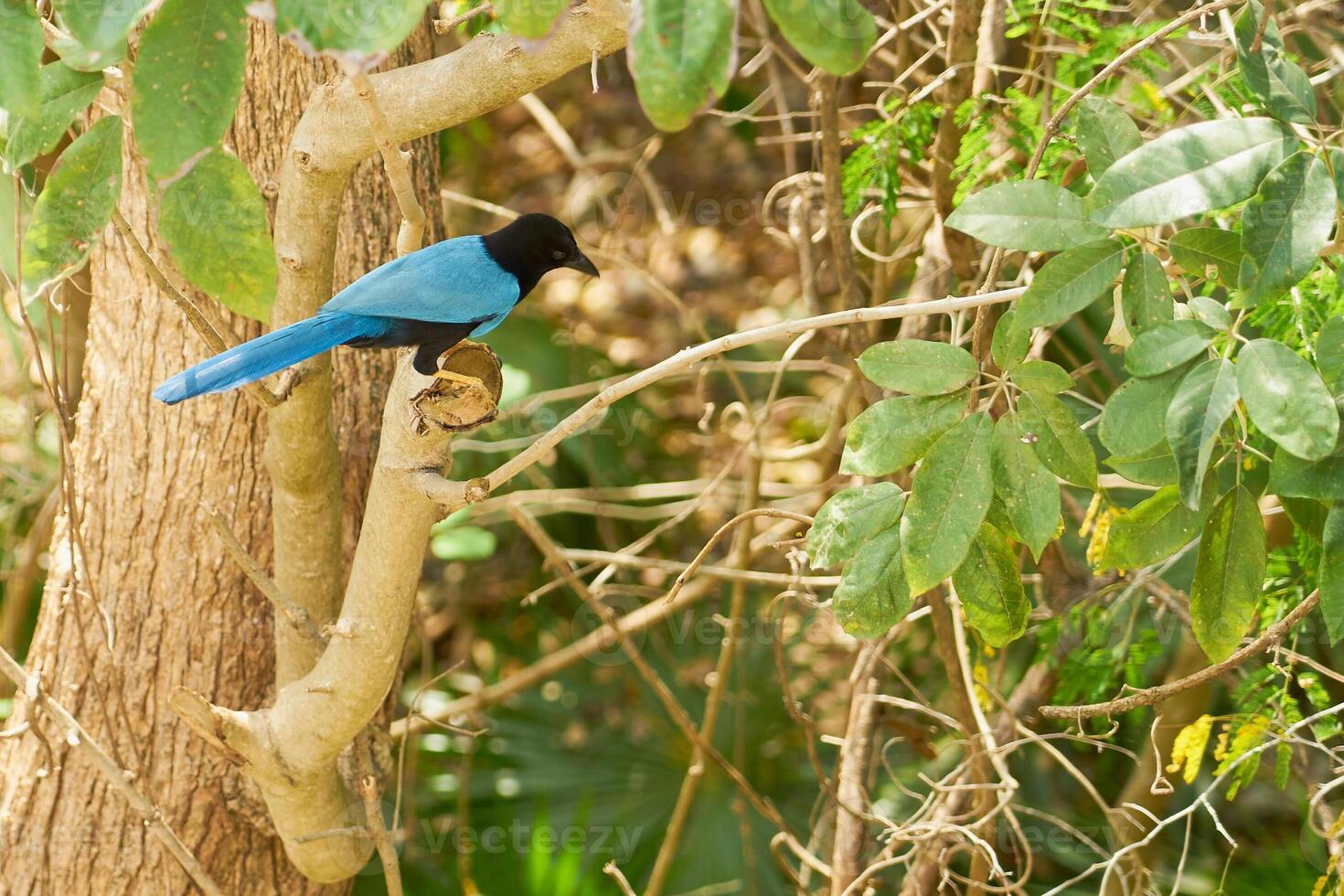 A blue tropical bird on the tree. photo