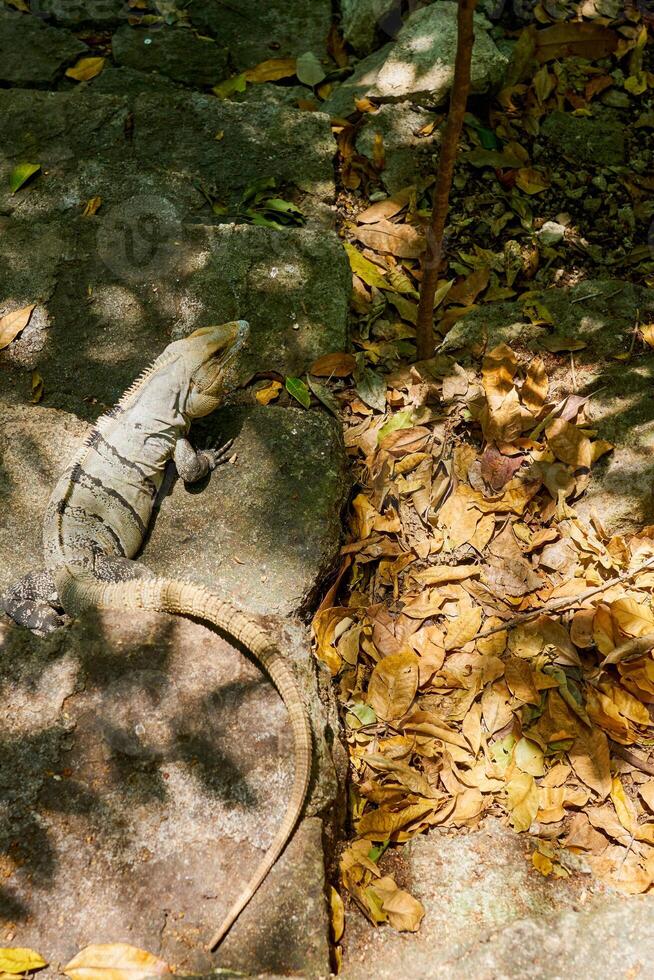 Close-up of an iguana in sunlight photo