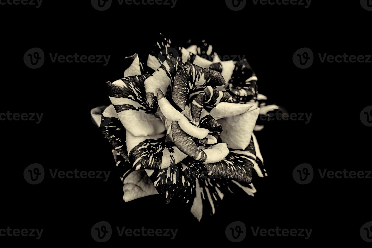 Rose in black and white with dark background. photo