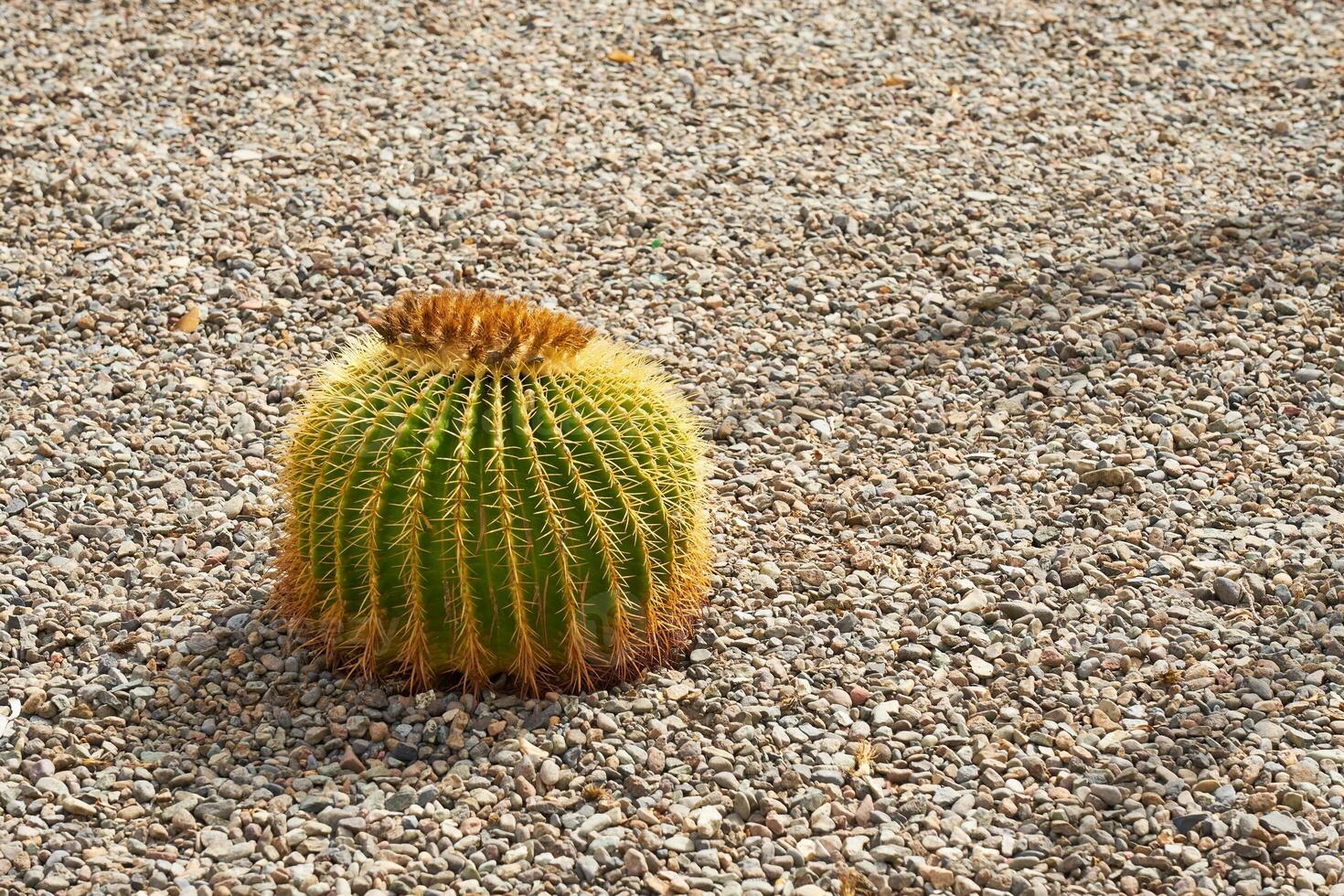 A green cactus on the ground. photo