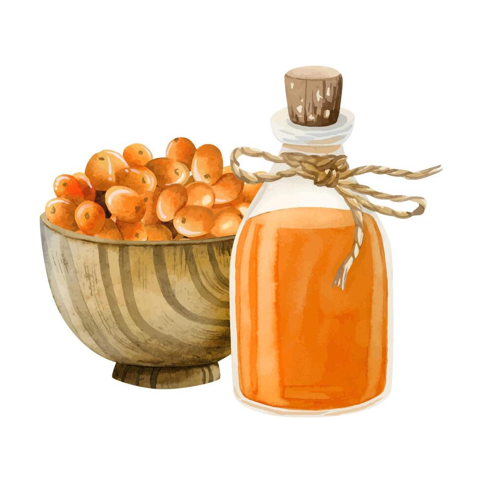 Buckthorn oil in glass bottle with wooden bowl full of orange berries watercolor illustration. Organic Hippophae product vector