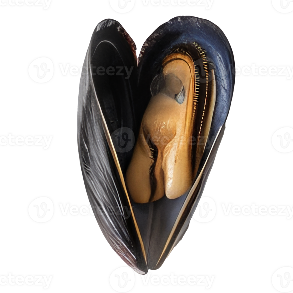 Close-up of a raw mussels shell isolated on transparency background png