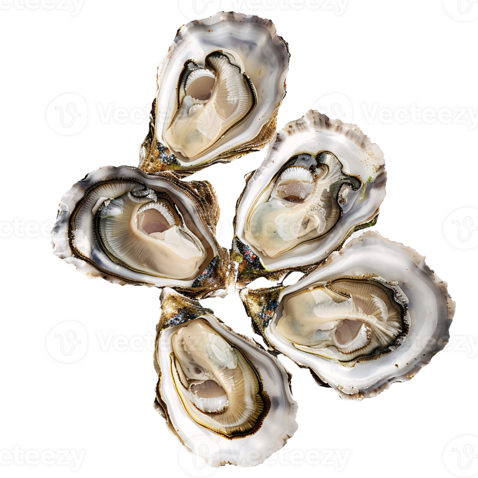 Close-up of a raw oyster shell isolated on transparency background png