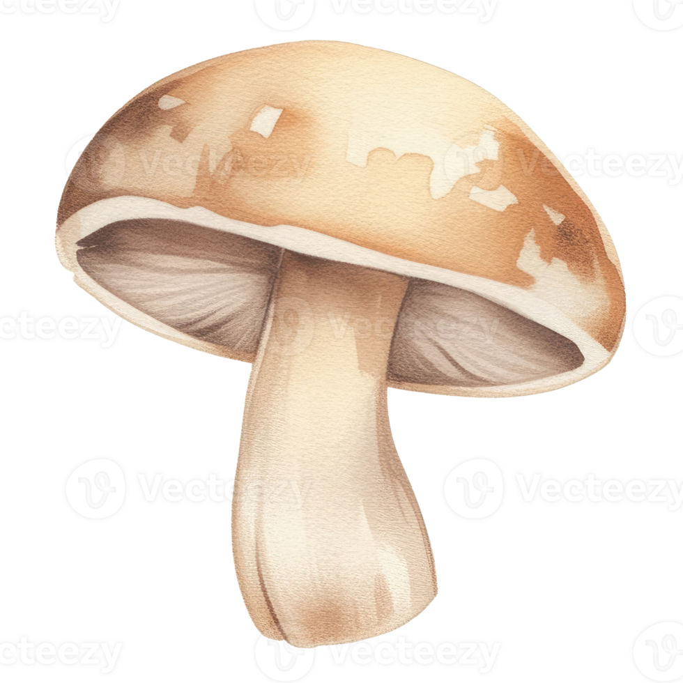 Watercolor Illustration of Single Mushroom with Smooth Cap and Creamy Stalk for Botanical and Culinary Designs png