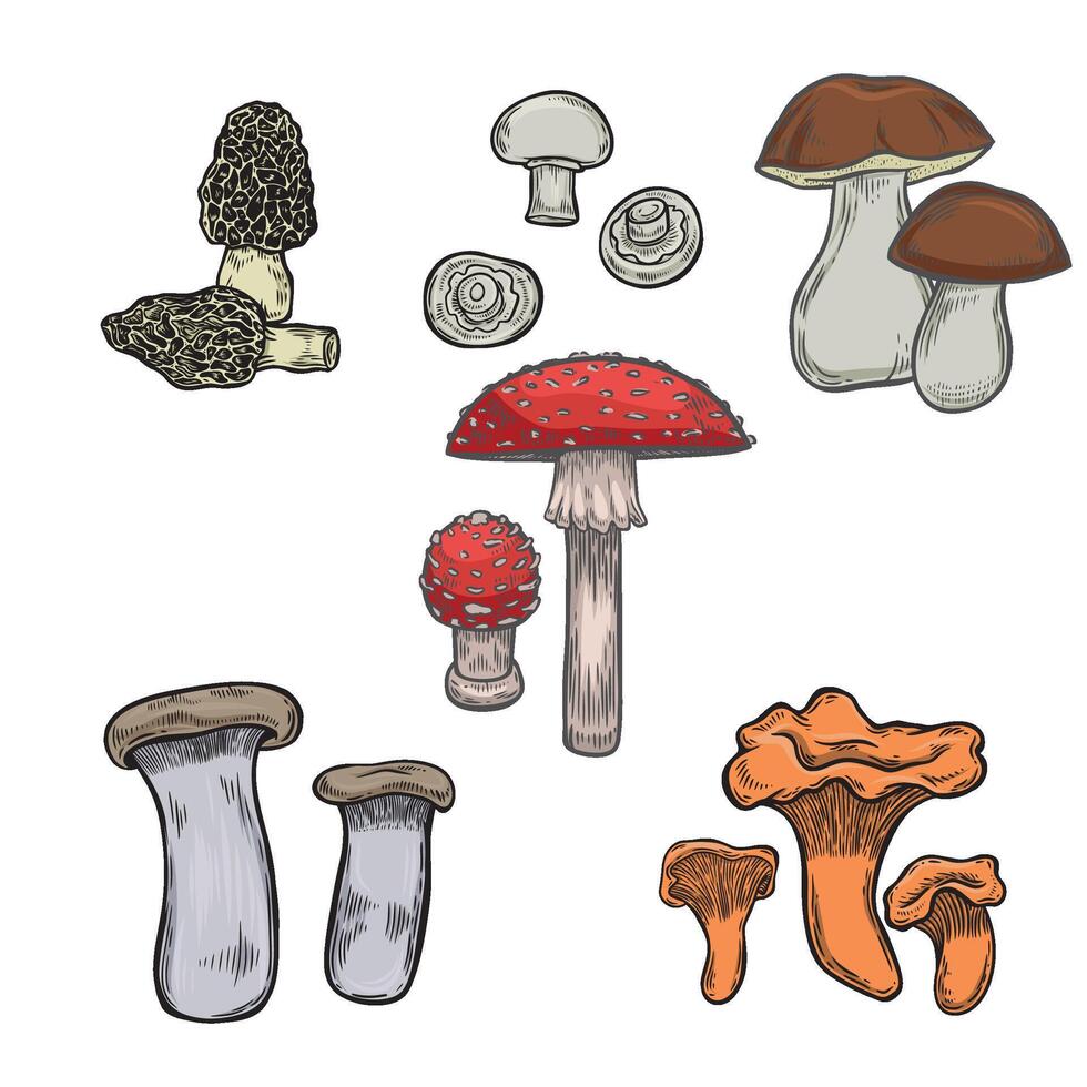 Engraved mushrooms set isolated on white background. vector