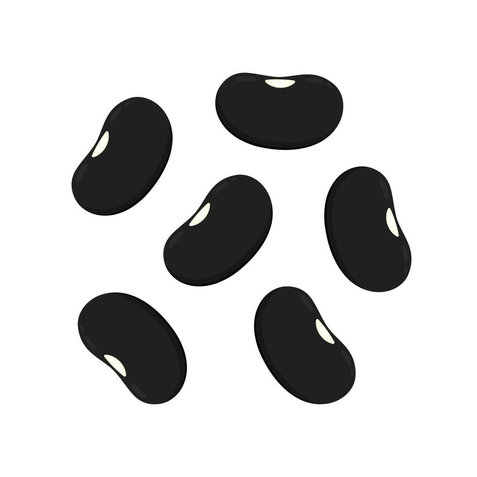 Black turtle bean . Black turtle bean on white background. vector