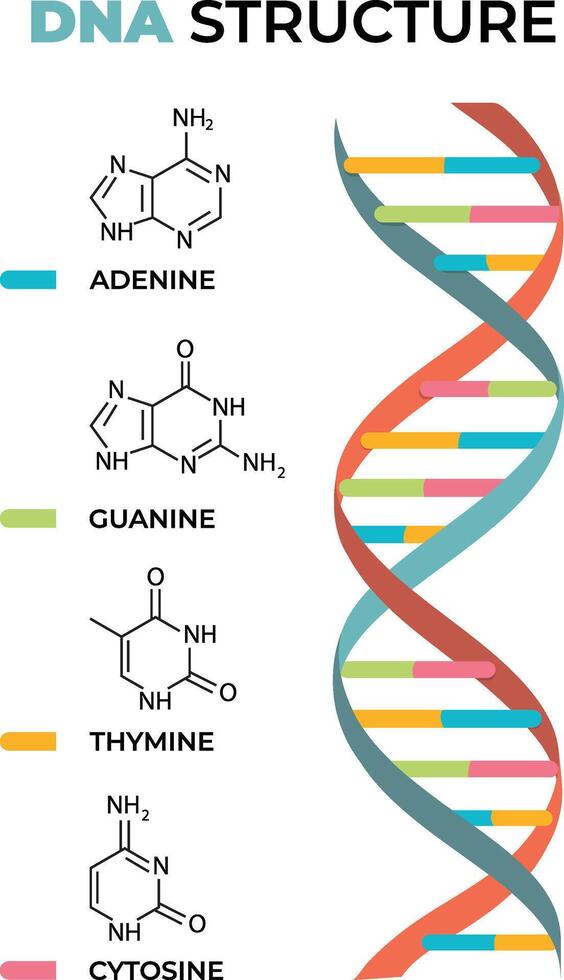 dna structure diagram illustration vector