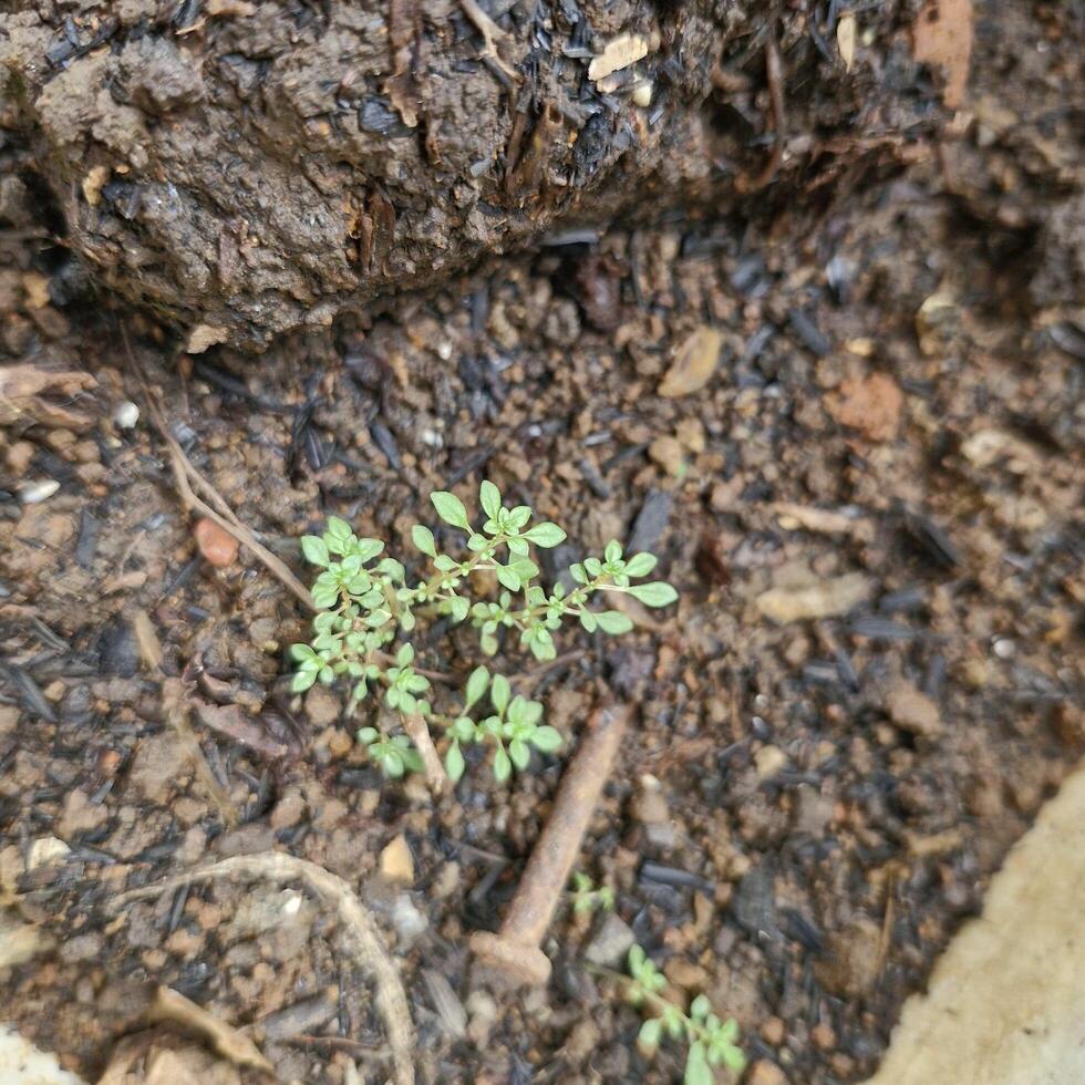 Organic potting compost, background, from above. Soil, growing medium and culture substrate for sowing. Made of moderately decomposed raised bog peat, bark humus, wood fibers, sand and NPK fertilizer photo