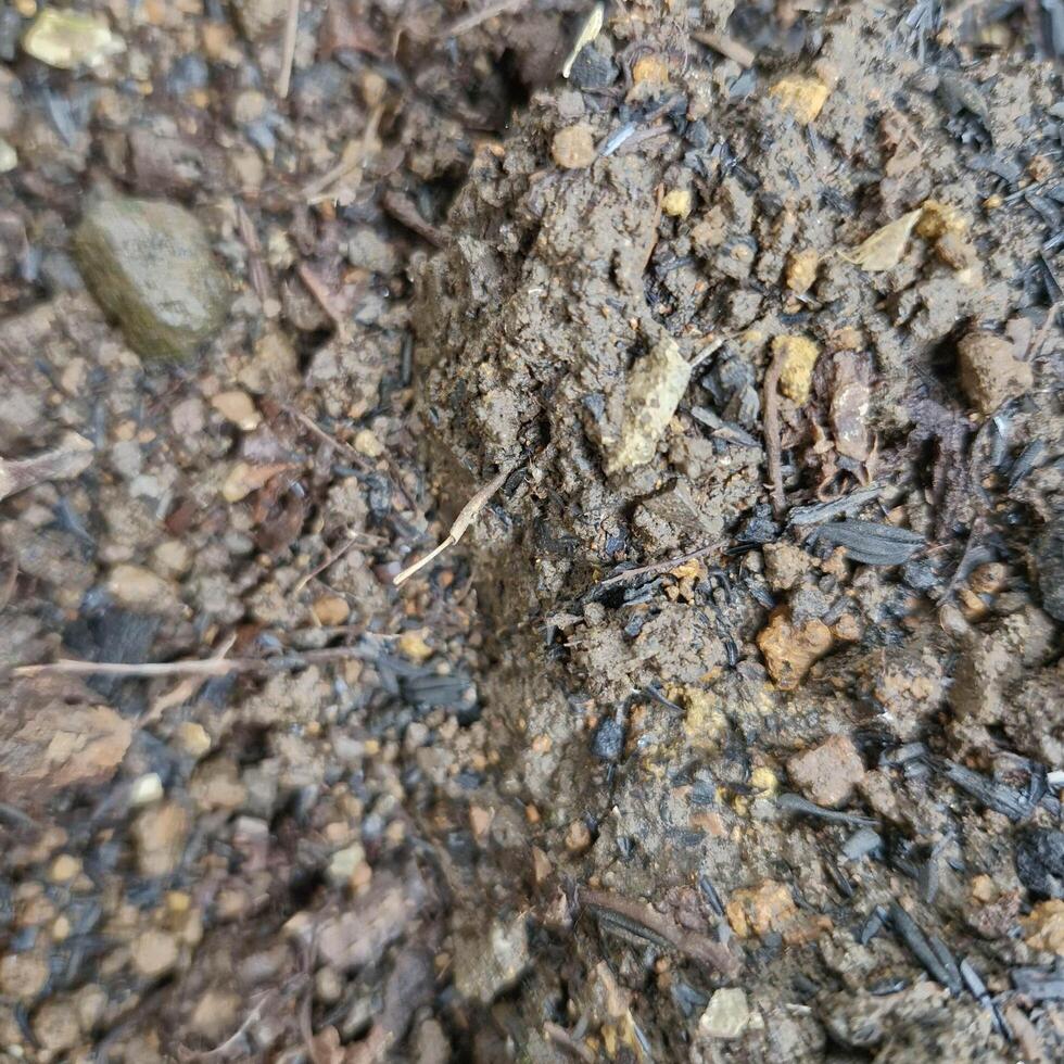 Organic potting compost, background, from above. Soil, growing medium and culture substrate for sowing. Made of moderately decomposed raised bog peat, bark humus, wood fibers, sand and NPK fertilizer photo
