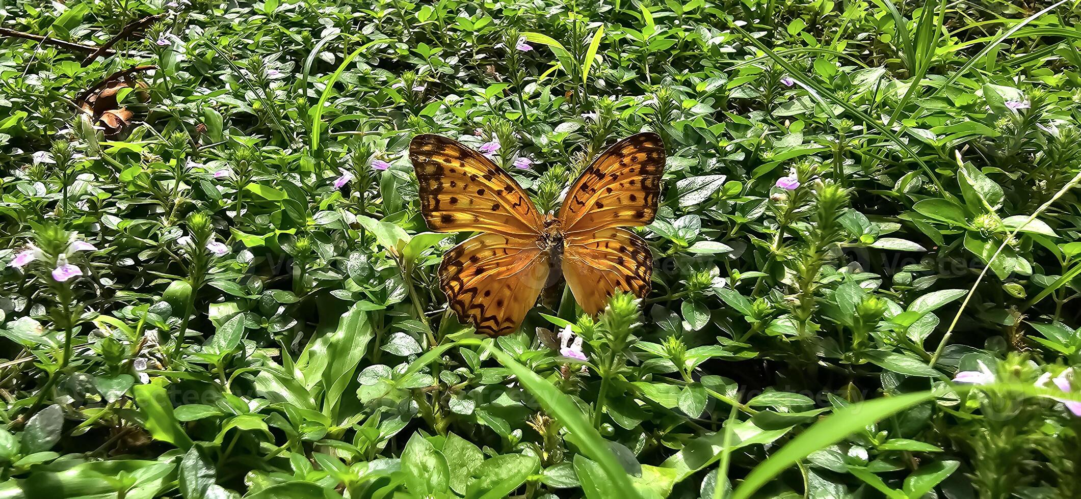 Beautiful butterfly in green and flowers with soft focus, in spring on green background, macro, amazing elegant artistic image beauty nature photo