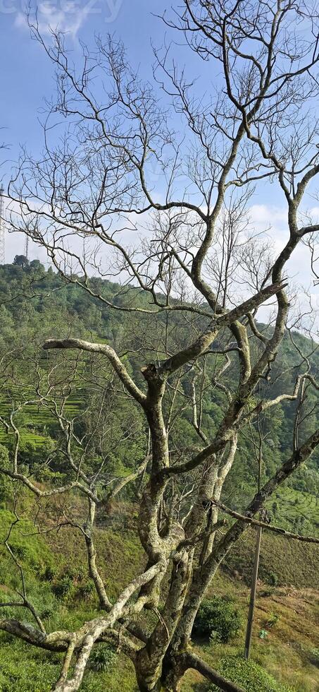 Beautiful scenery on top of hill, green view and blue sky with clouds, location at puncak pass, bogor, indonesia photo