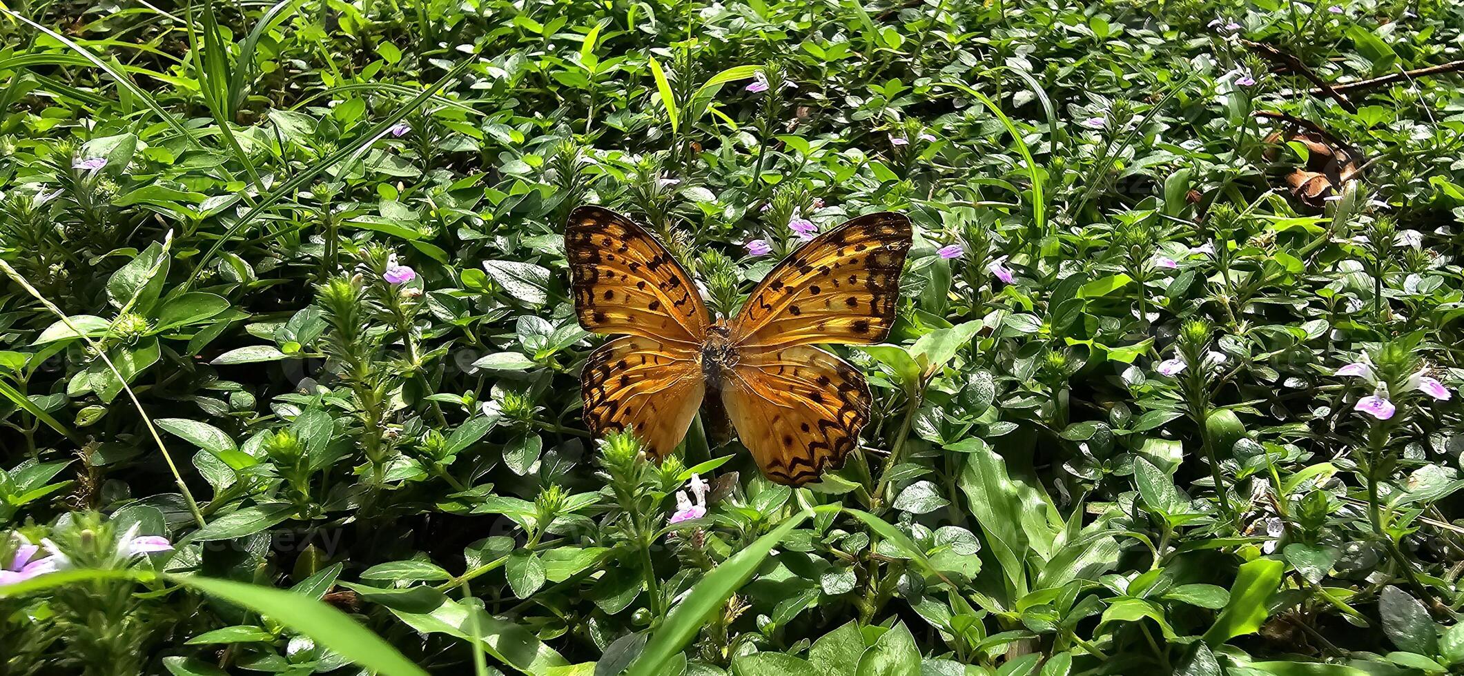 Beautiful butterfly in green and flowers with soft focus, in spring on green background, macro, amazing elegant artistic image beauty nature photo