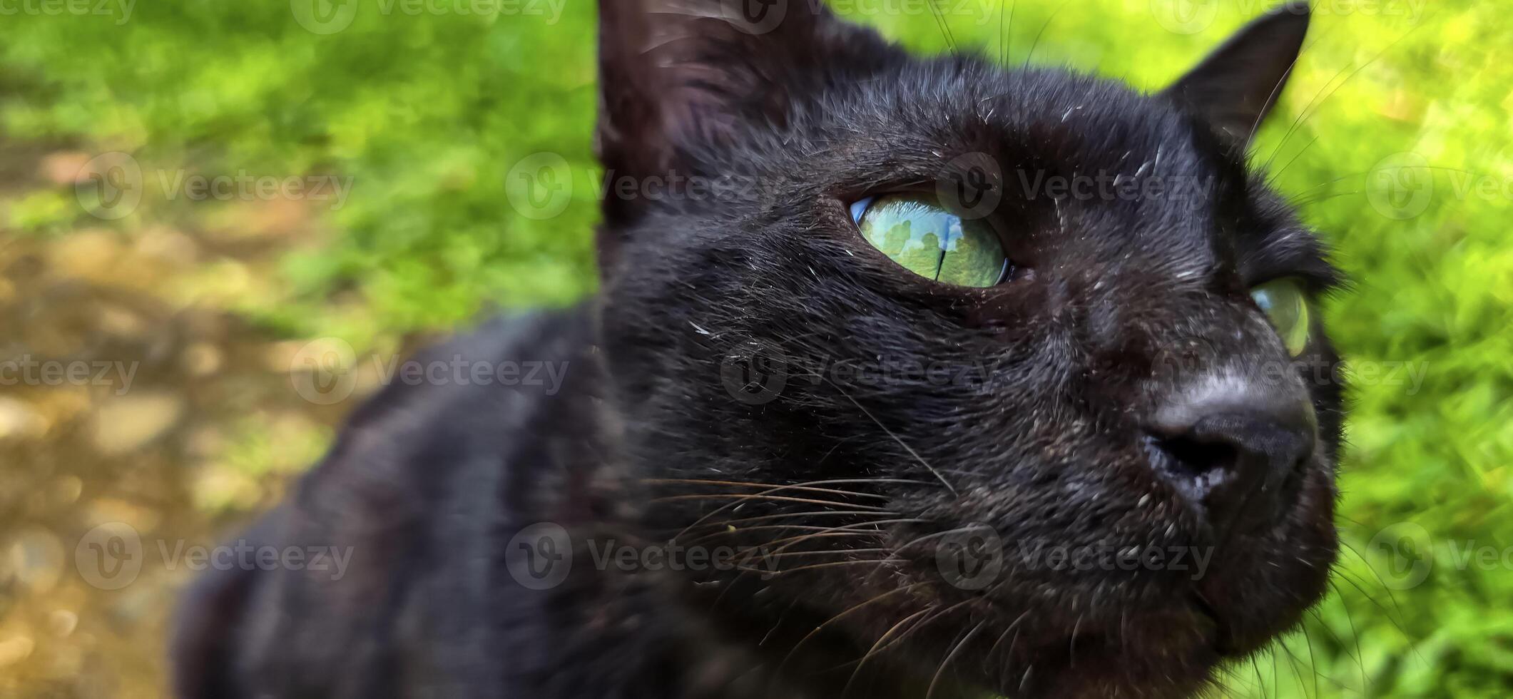 beautiful cute black cat in a field of grass, street cat with fluffy fur, a stray cat in the street of Asian country photo