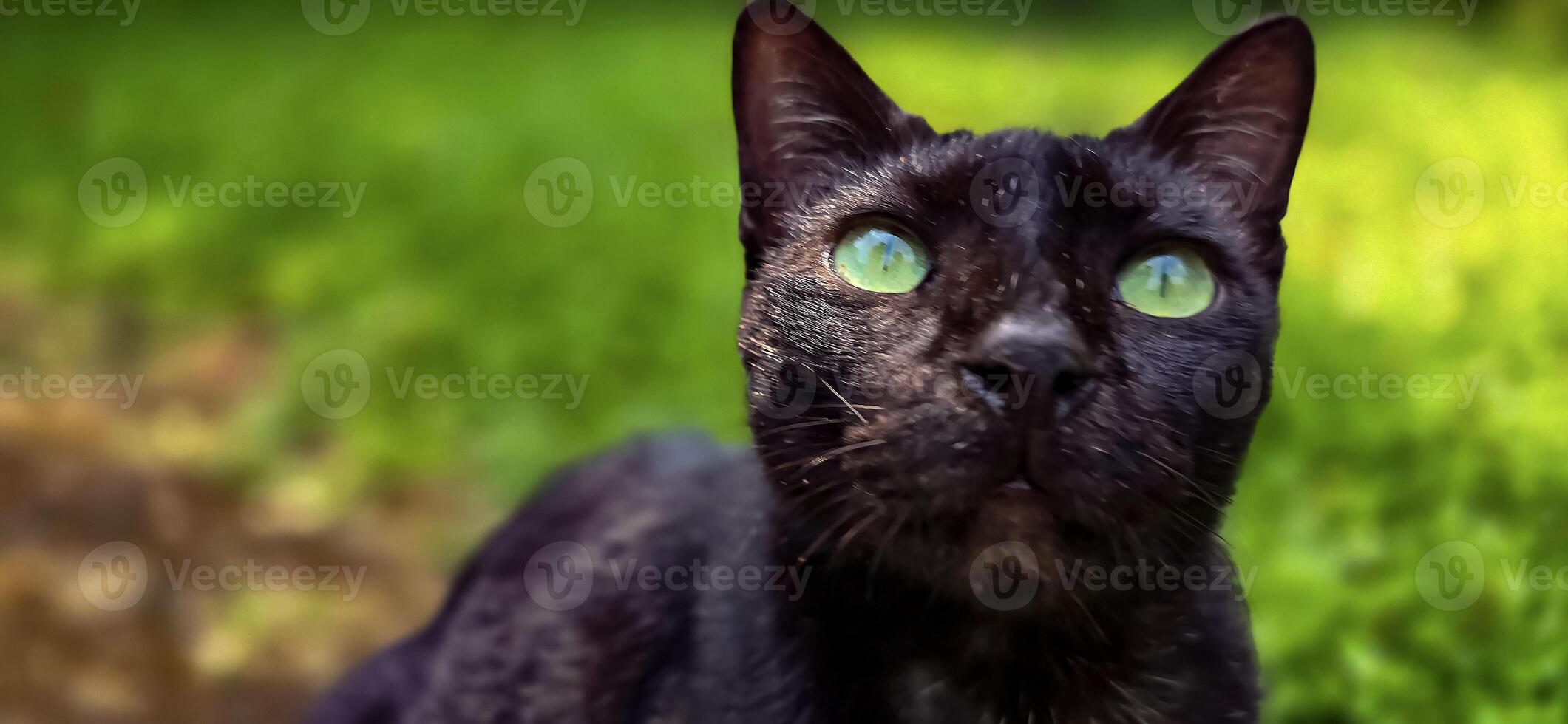 beautiful cute black cat in a field of grass, street cat with fluffy fur, a stray cat in the street of Asian country photo