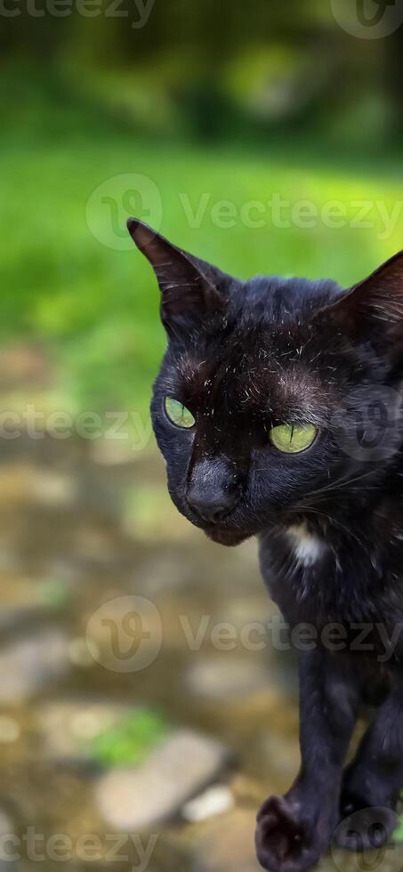 beautiful cute black cat in a field of grass, street cat with fluffy fur, a stray cat in the street of Asian country photo