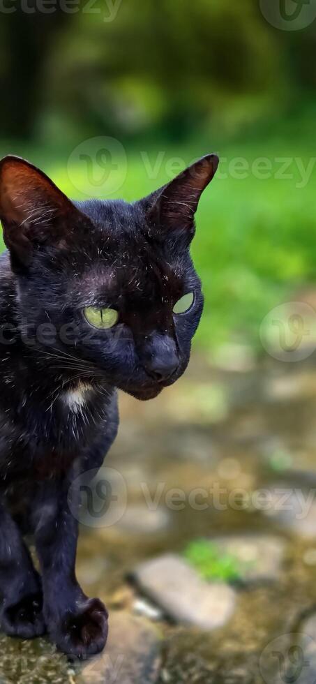 beautiful cute black cat in a field of grass, street cat with fluffy fur, a stray cat in the street of Asian country photo