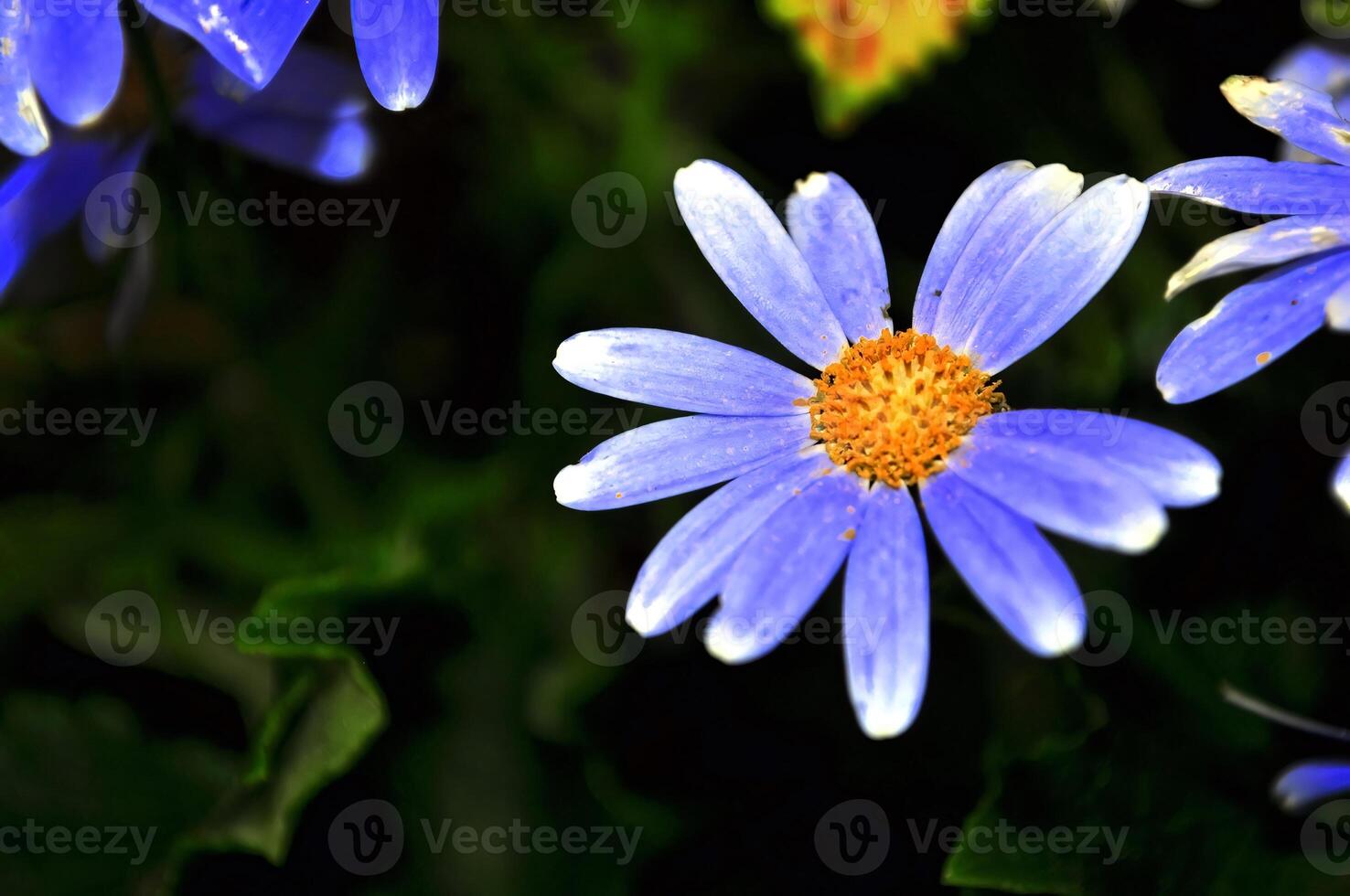Purple swan river daisy or Brachyscome iberidifolia Benth, asteraceae on a sunny spring day are delicate and stunningly spectacular photo