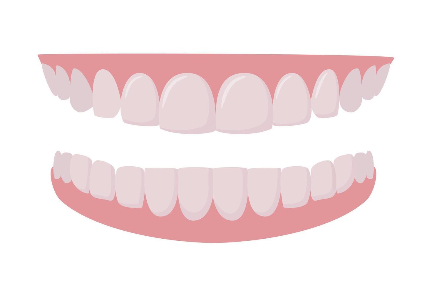 Upper and lower jaws. Dentures or false teeth realistic design of orthodontics and aesthetic dentistry medicine. Healthy smile. Dentistry, whitening, orthodontics. . vector