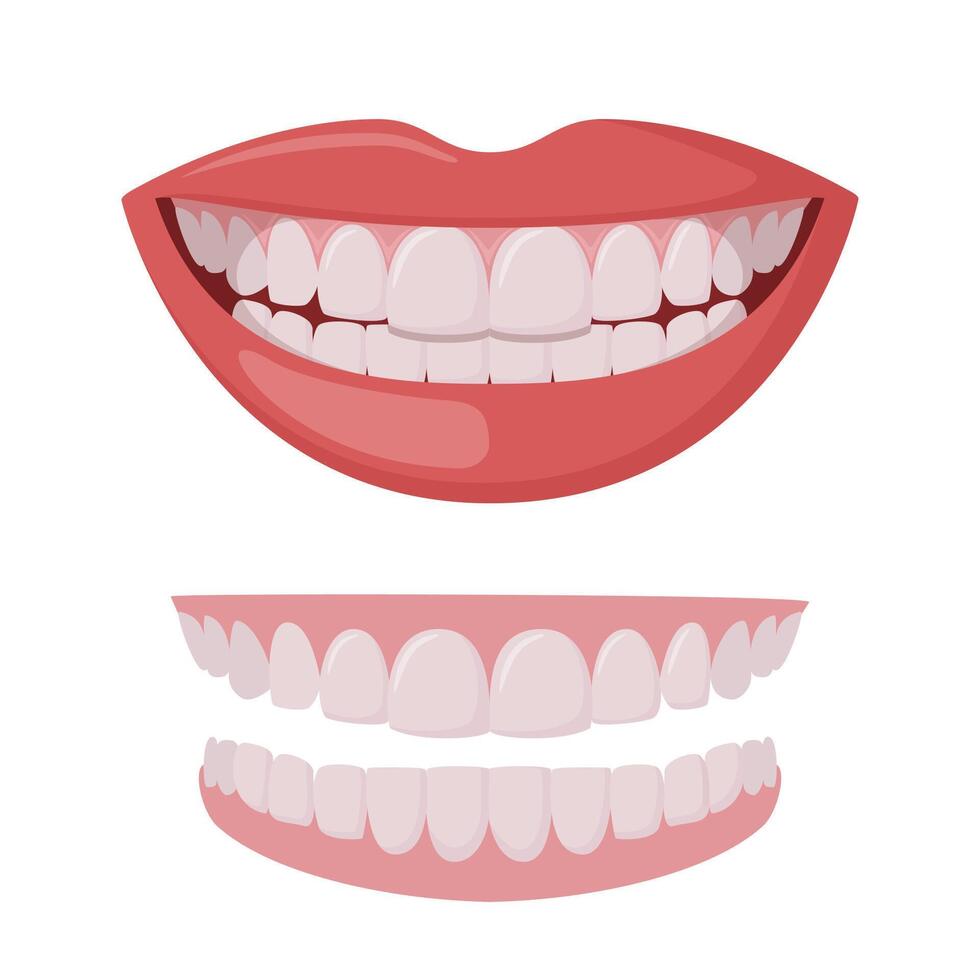 Beautiful smiling mouth with healthy teeth isolated on white. Healthy smile. Upper and lower jaws. Dentistry, dental treatment, whitening, orthodontics. . vector