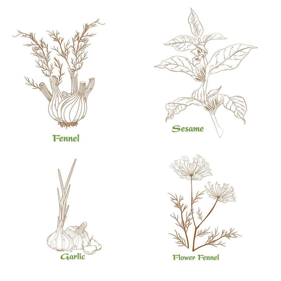 A drawing of a plant with the word veggie on it. Herbal ingredients icons black and white hand-drawn outline vector