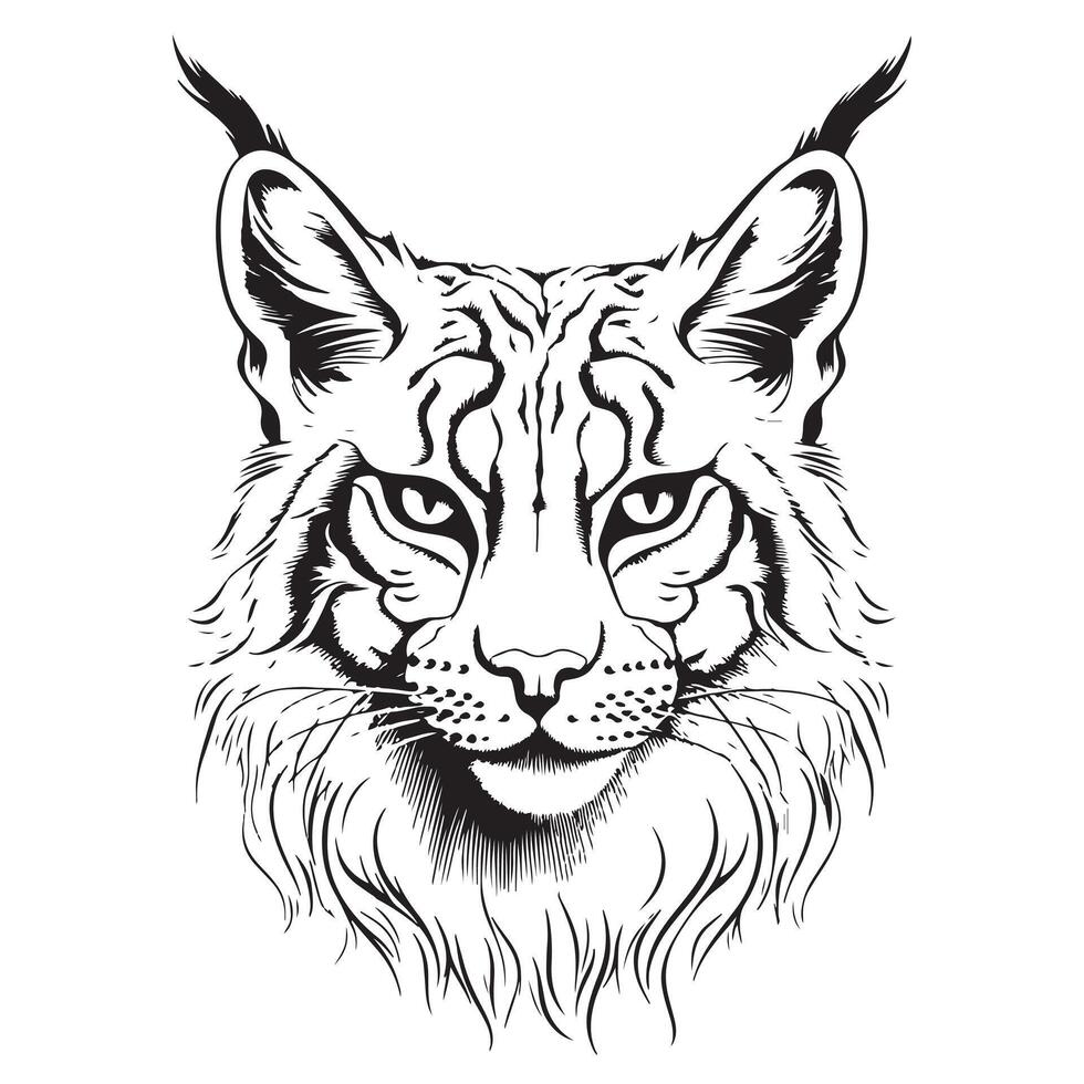 Lynx. Sketch, drawn, graphic portrait of a lynx head vector