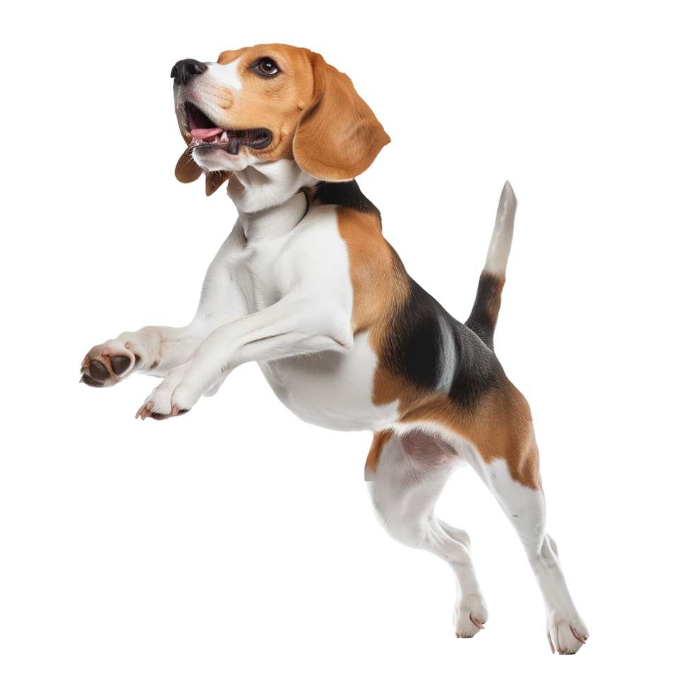 jumping Beagle dog a transparent png