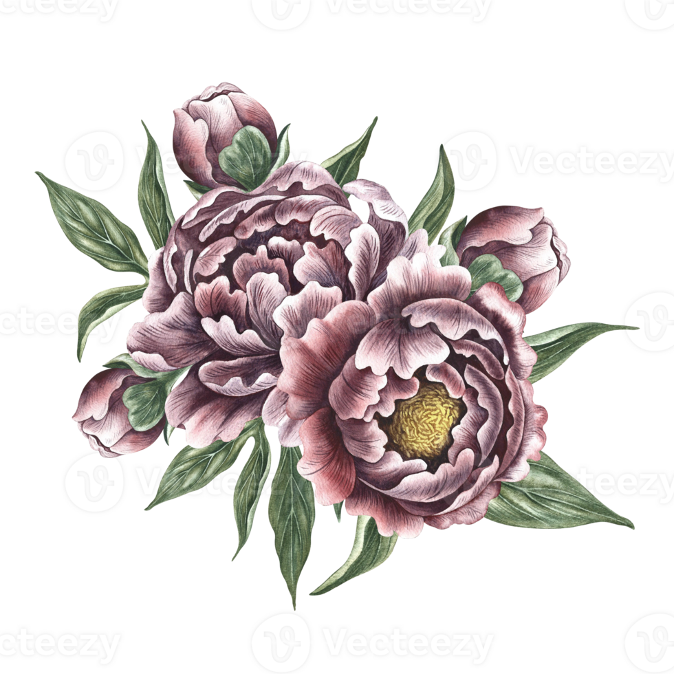 Peonies in vintage style. Hand-made watercolor illustration. A bouquet of peony flowers. Isolate it. A design element of a postcard, banner, flyer and poster. For packaging, label and print png