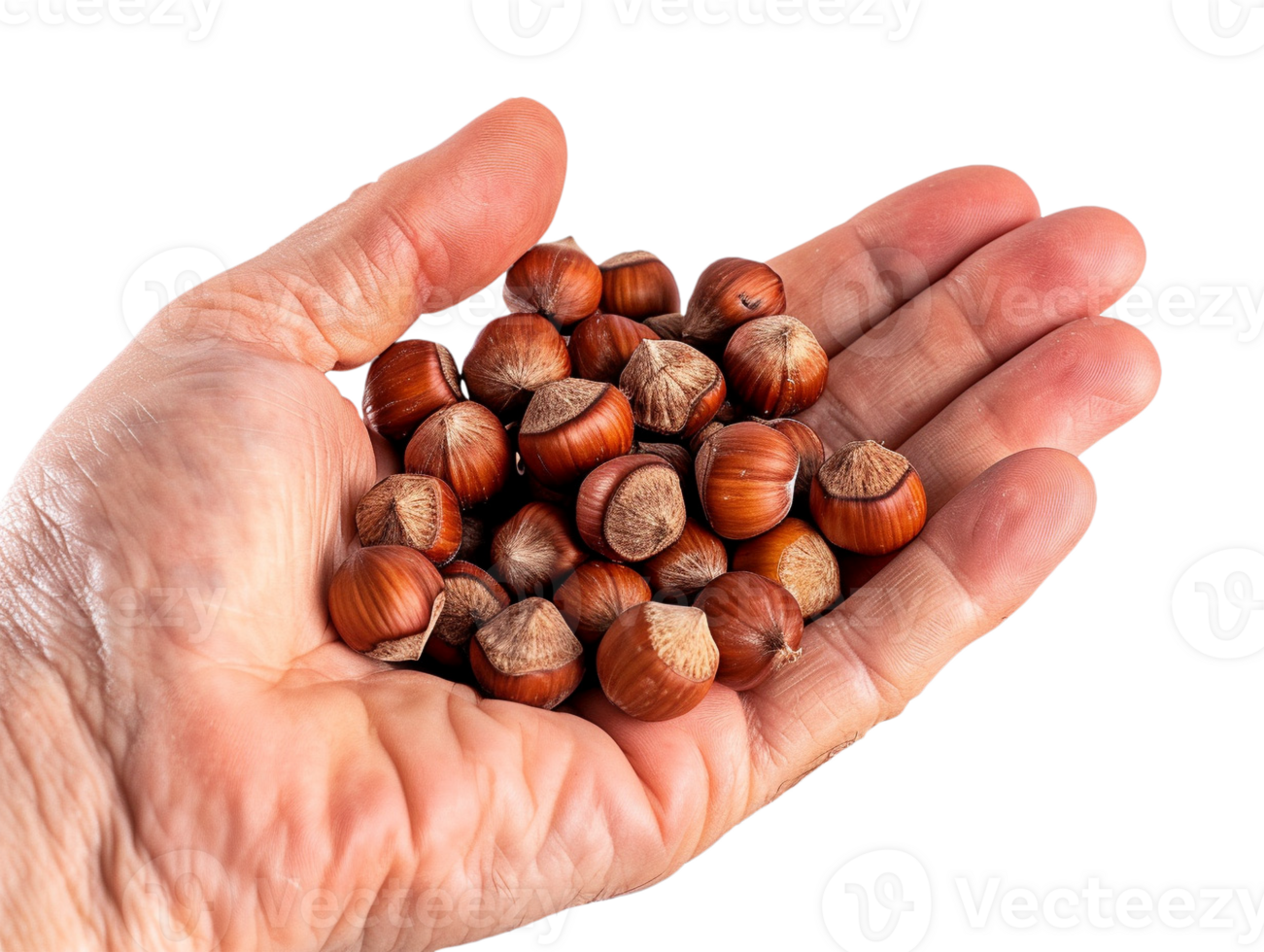 Fresh snack hazelnuts png