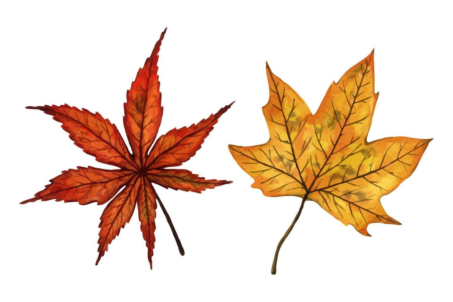 A set of autumn leaves maple and japanese maple, hand drawn watercolor illustration isolated on white background. For design of patterns, textiles, stickers, postcards, greeting cards, invitations. vector